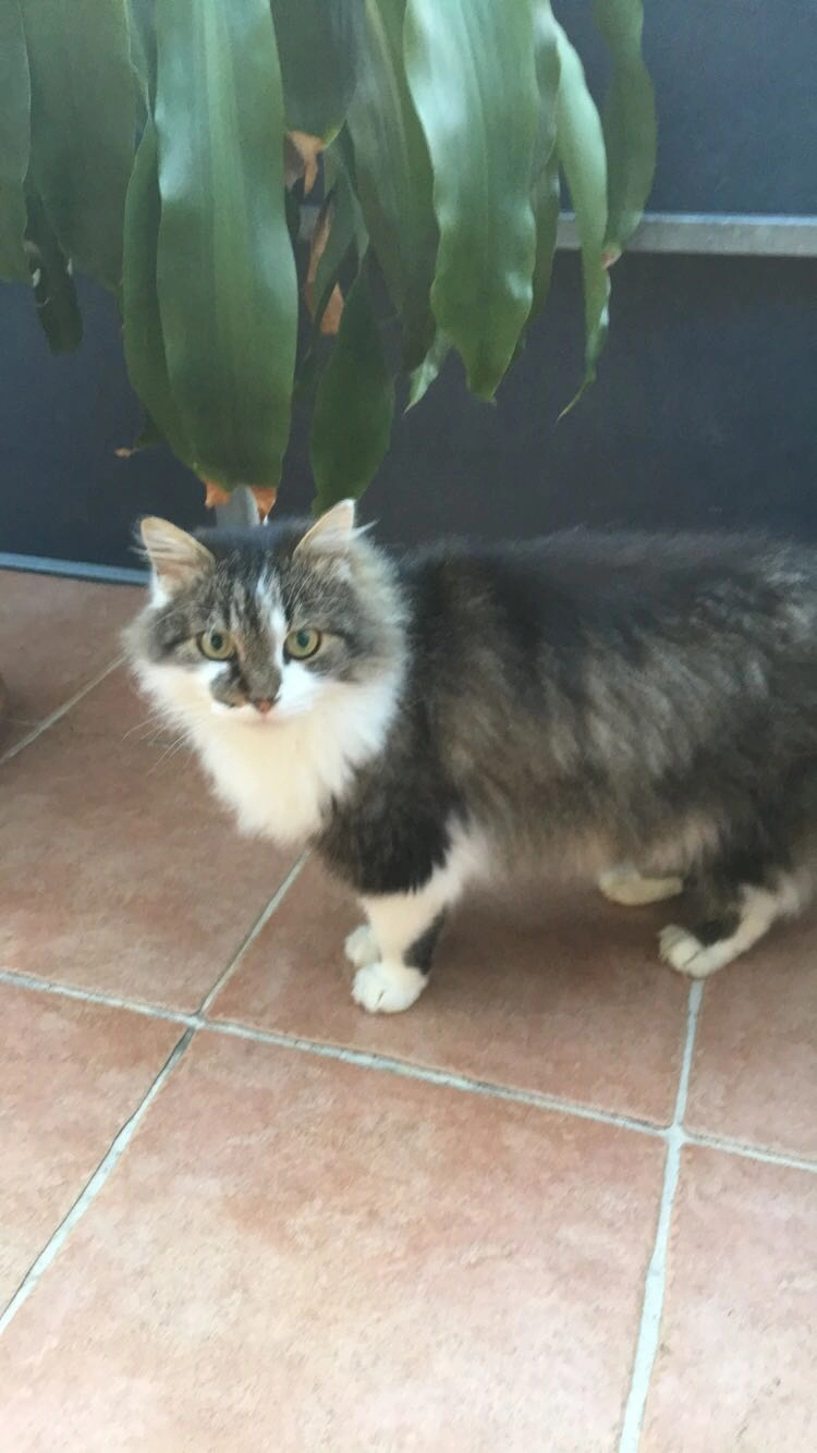 Sämy - Säntisstrasse, Eggersriet