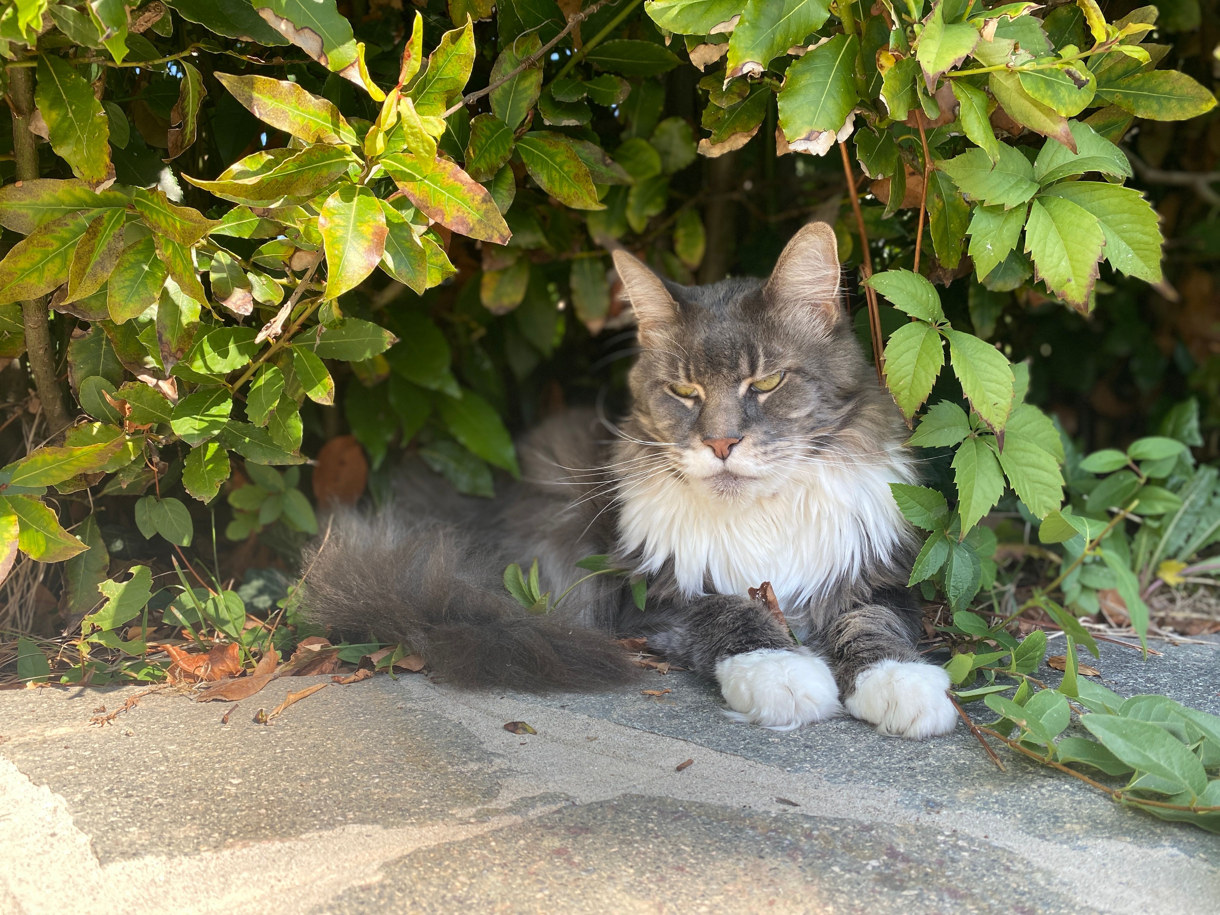 Romeo - Via Vaccarolo, Desenzano del Garda