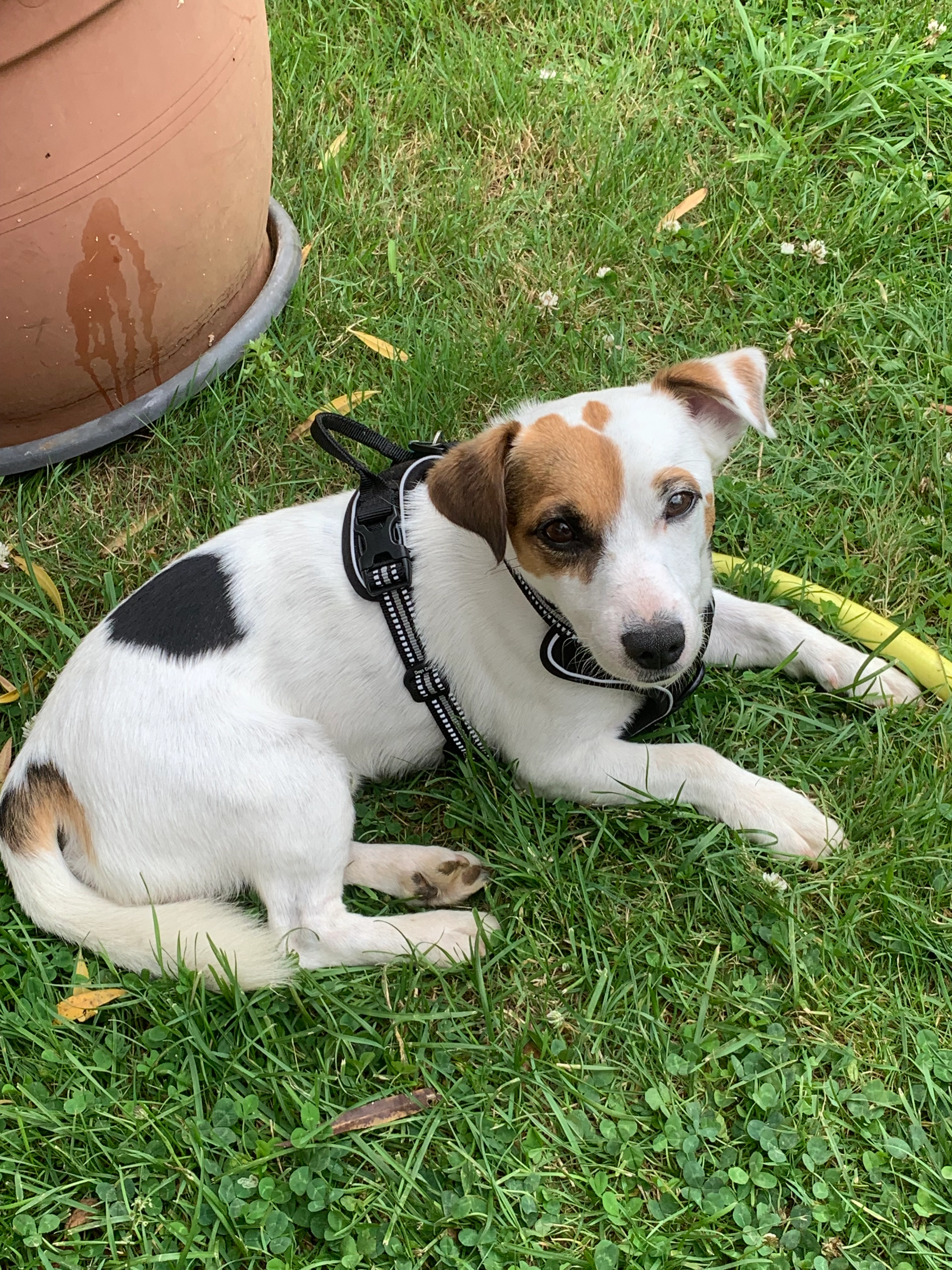 Nelson  - 94 Grand'Rue, Poitiers