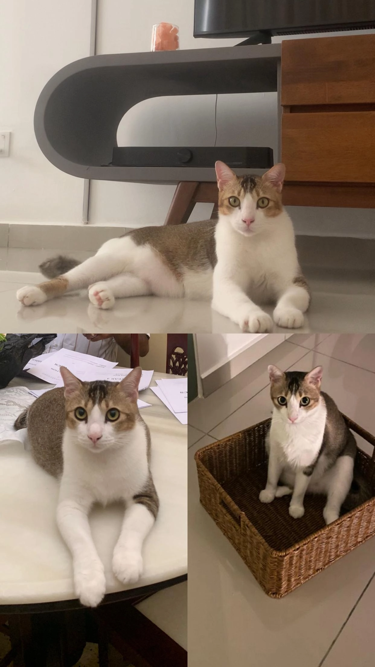 Grey - Jalan CVR 15/3 Country Villa Resort, Please call David @012-6111862