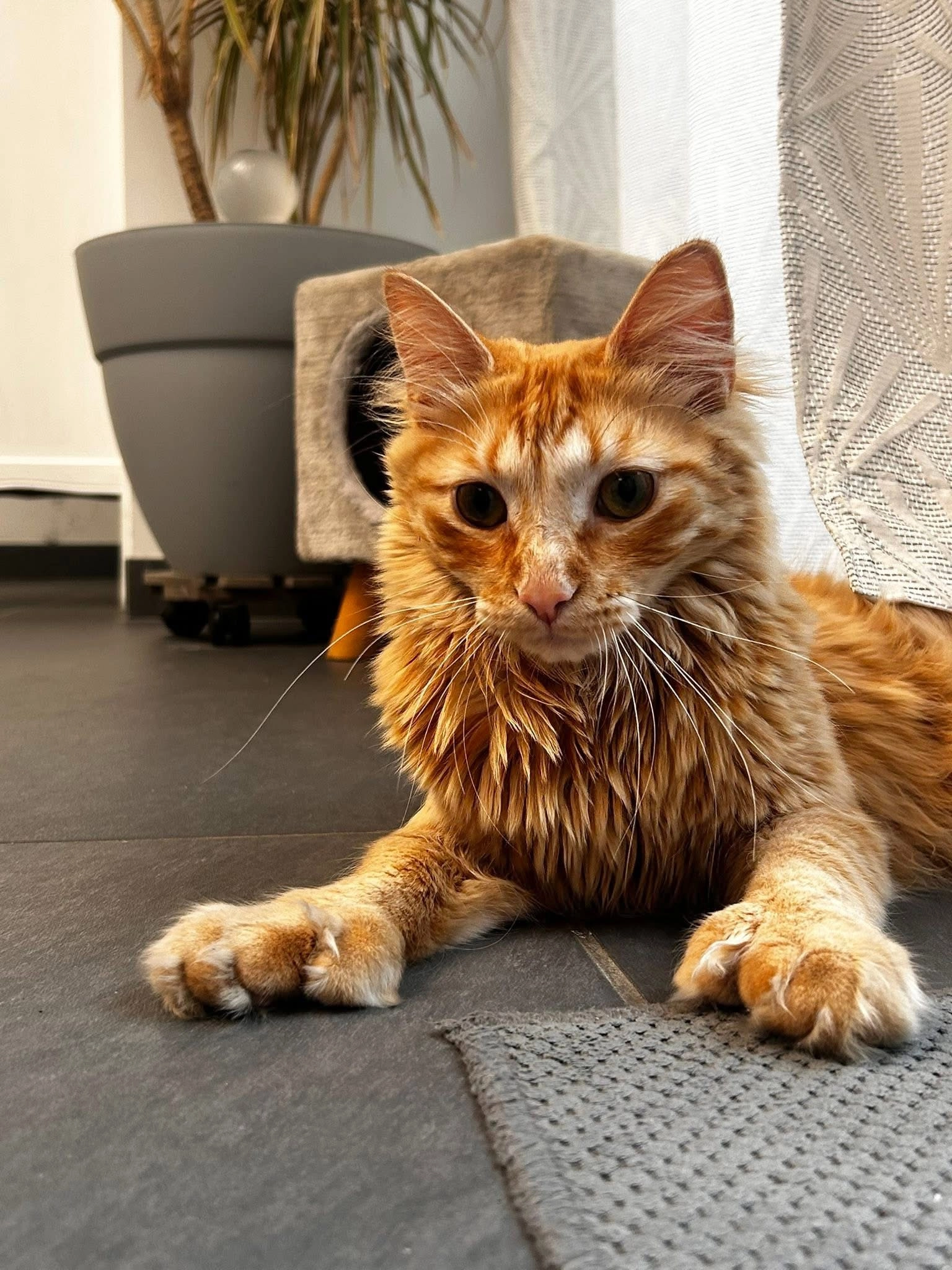 Happy - Rue du Retour, Prémesques