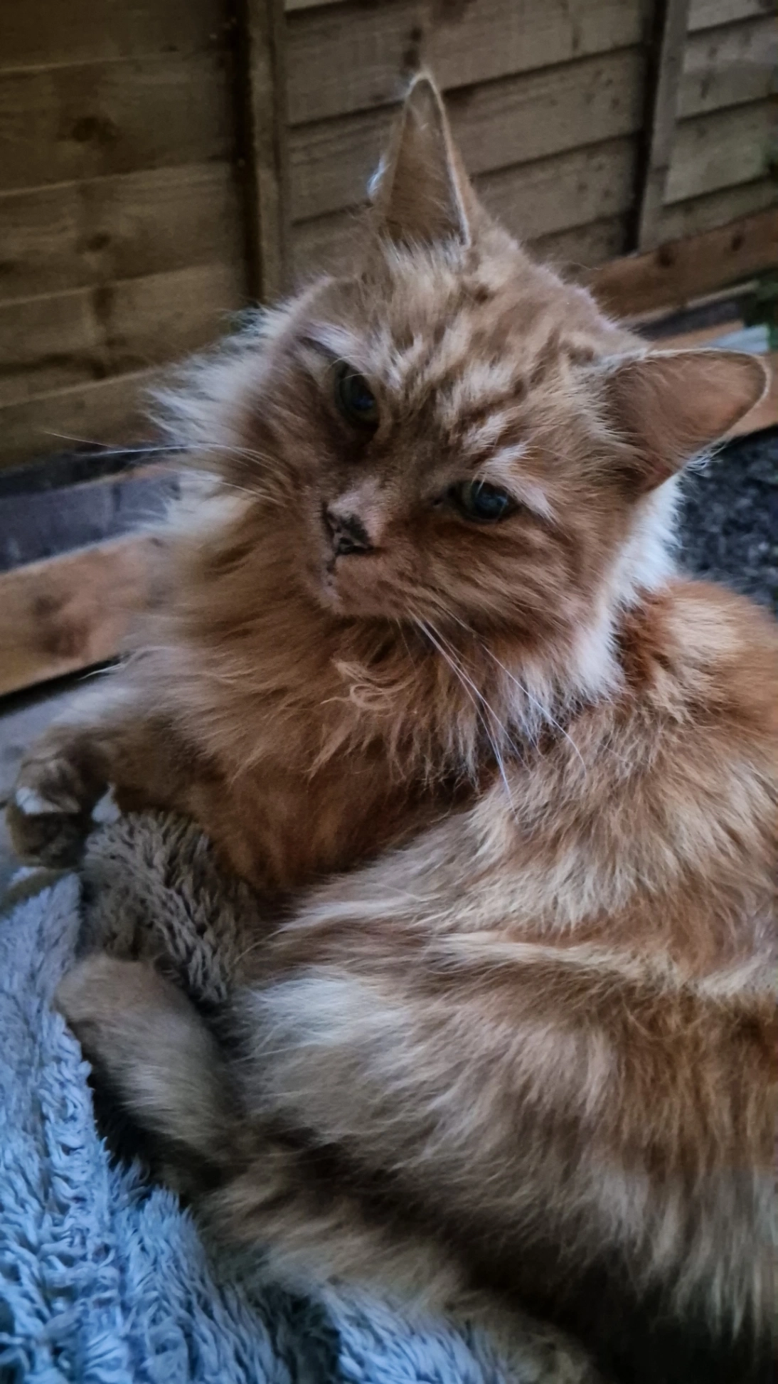 Puss - NG24 2, Newark