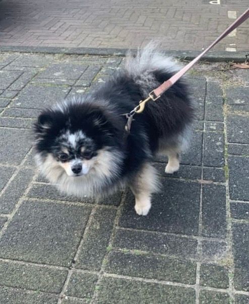 Pablo - Arenastraat, Den Haag