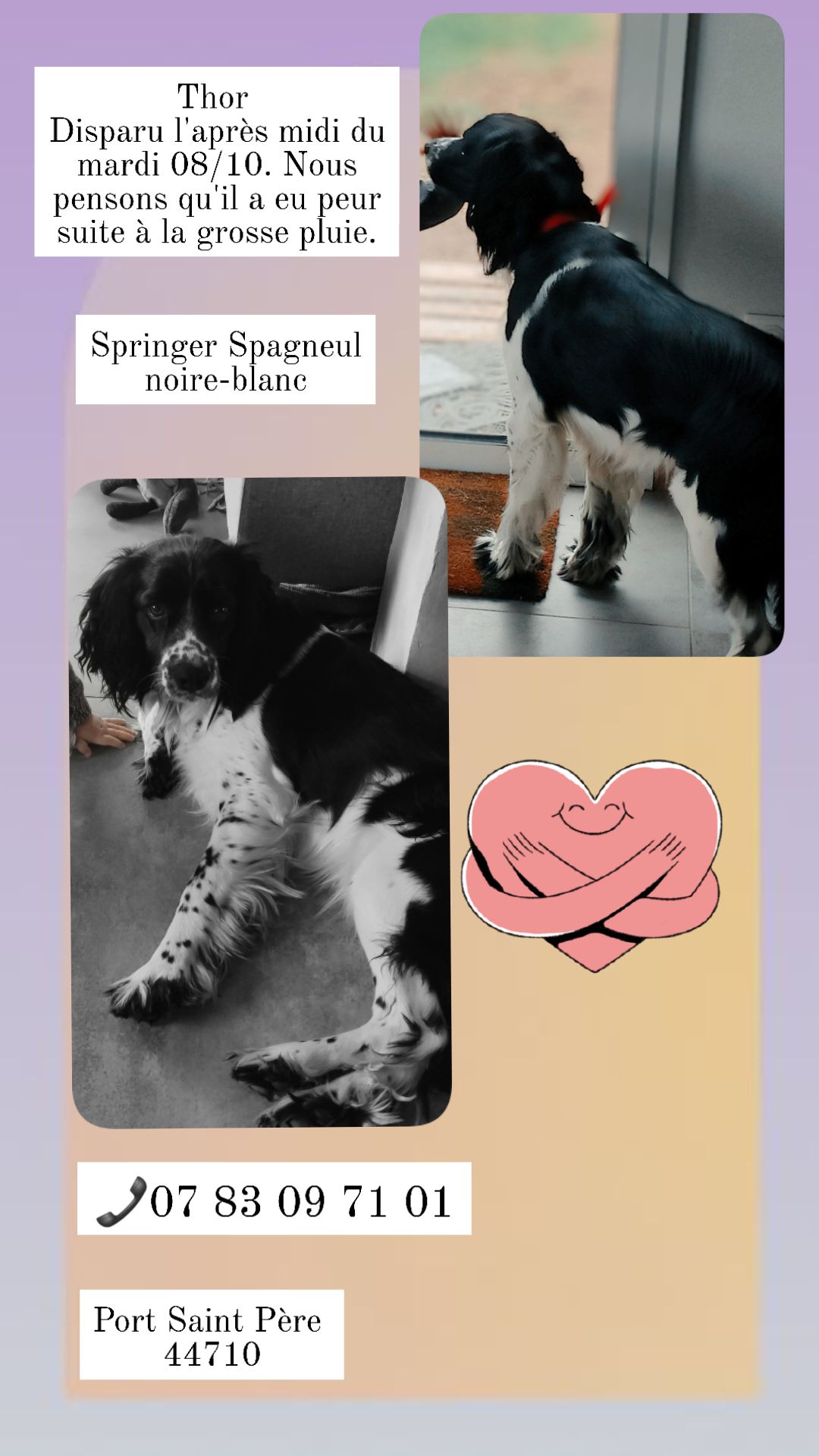 Thor perdu/vole le 08/10 après midi - Rue de la Grenouillère, 44710 / Port-Saint-Père