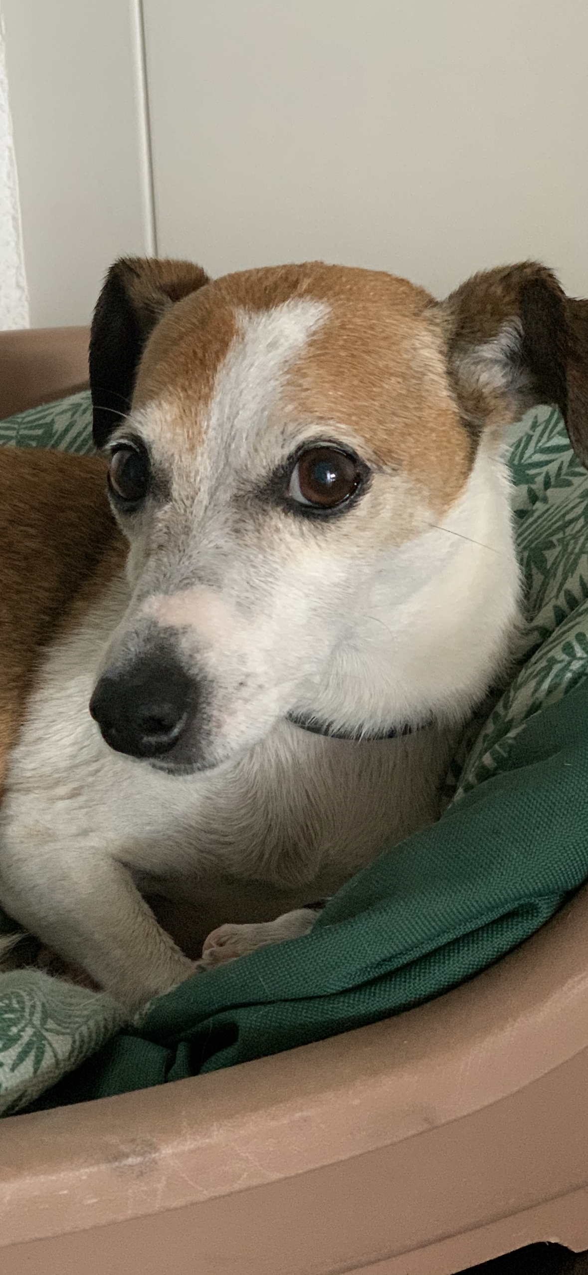 Nikita - Tamariu, Palafrugell