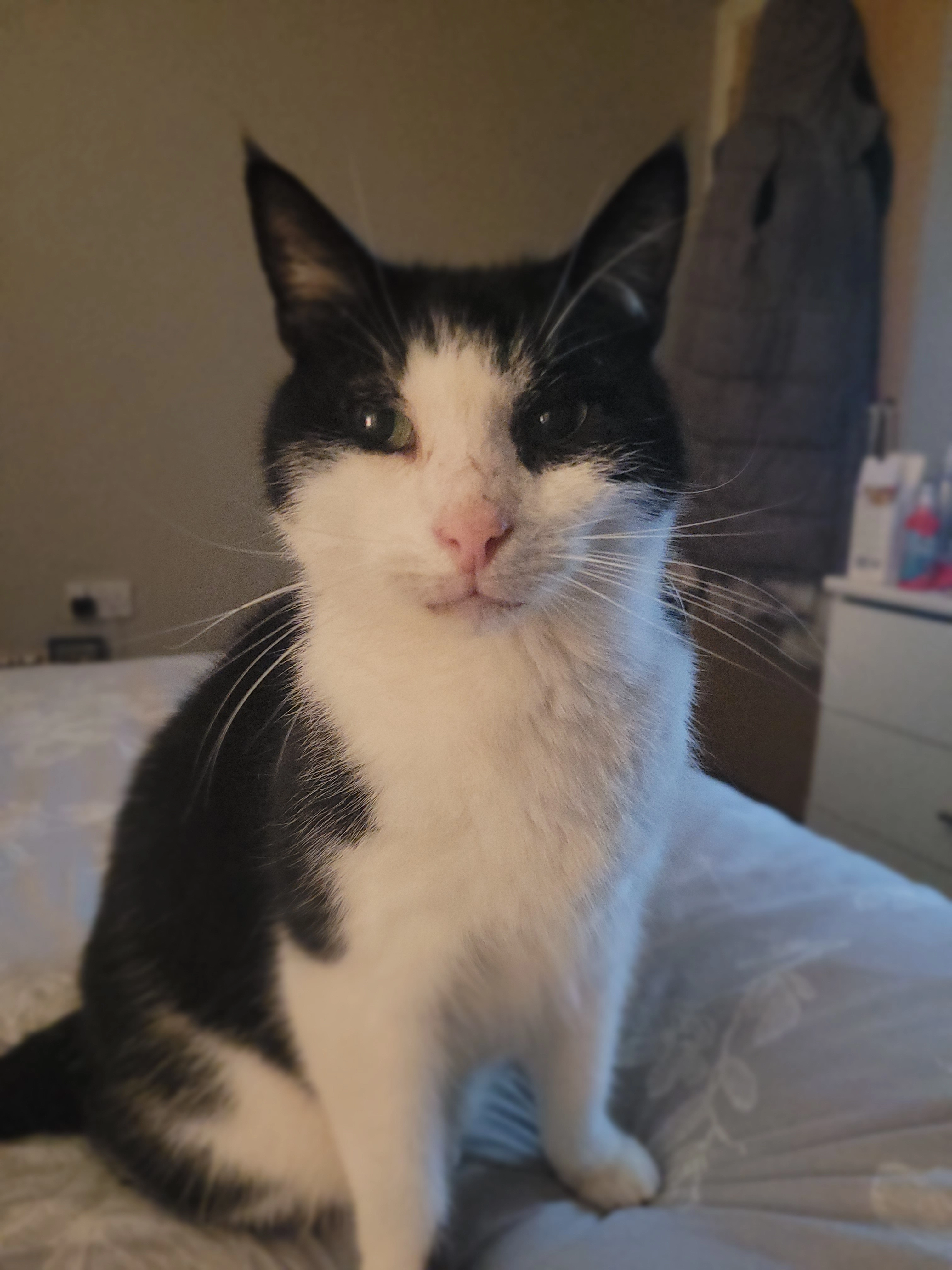 Max - Glen Avenue, Alexandria