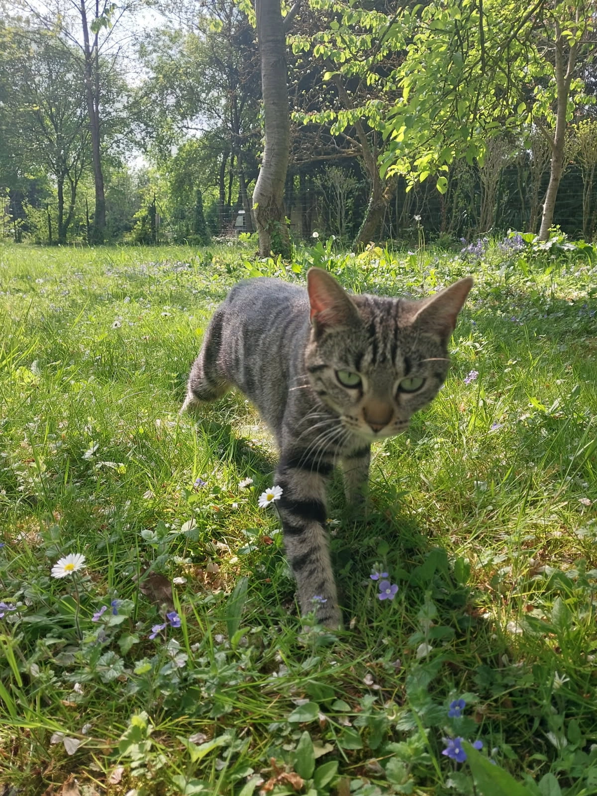 Mily - Rue Pierre Corneille, Amiens