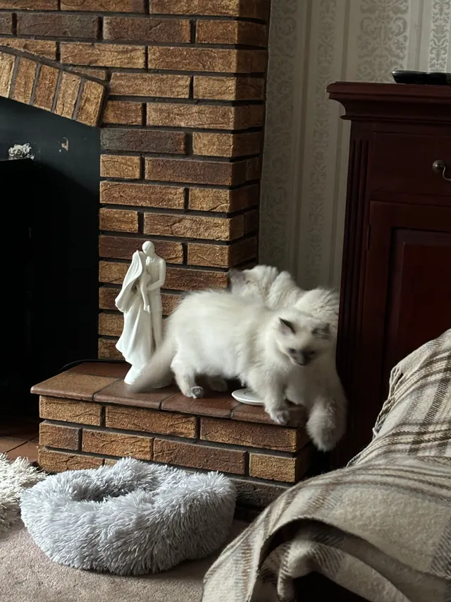 Casper and Milo - Christchurch Drive, Daventry