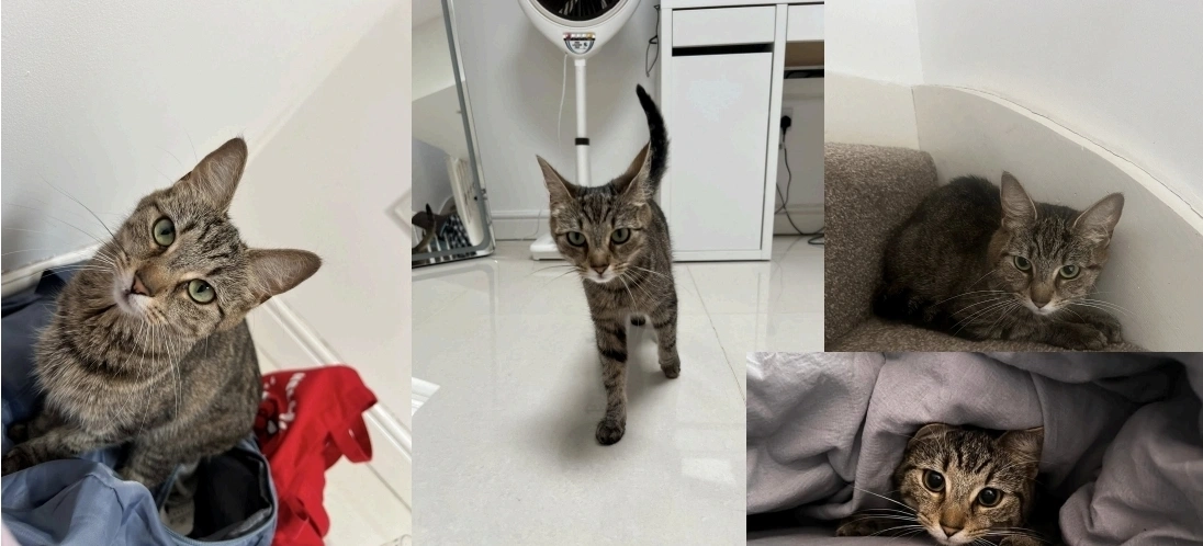 Duchess - Diamond Ridge, Camberley