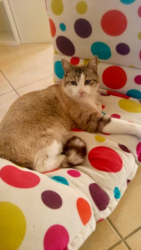 Zucchini - 16 Allée du Clos à Compans, Verrières-le-Buisson