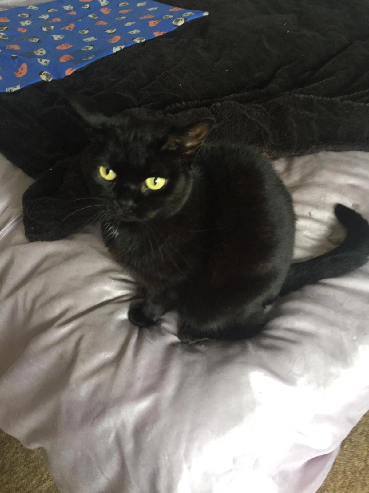 Iris, Irish - Langlee Road, Galashiels