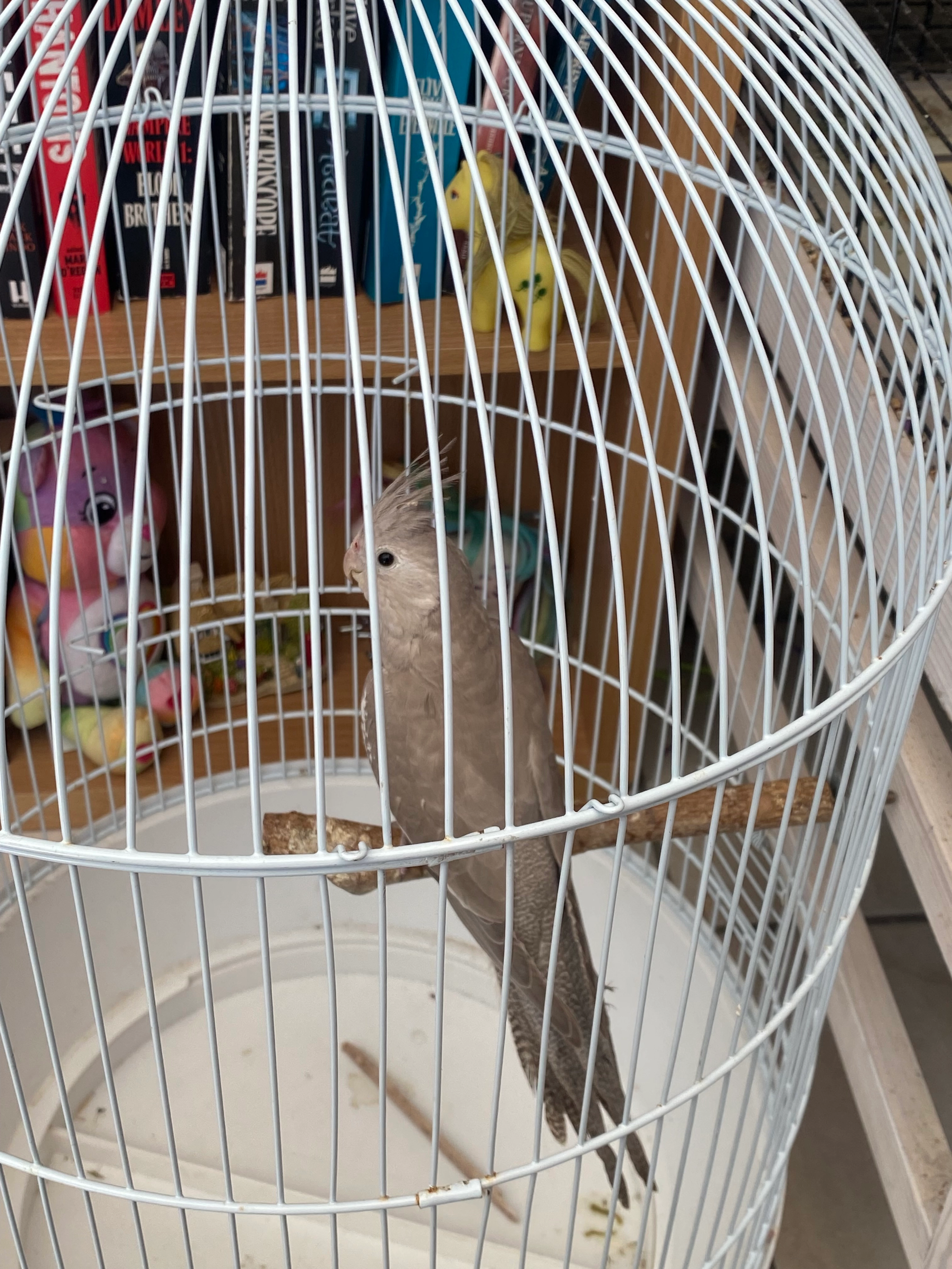 Egg  - Crowgate, Sheffield