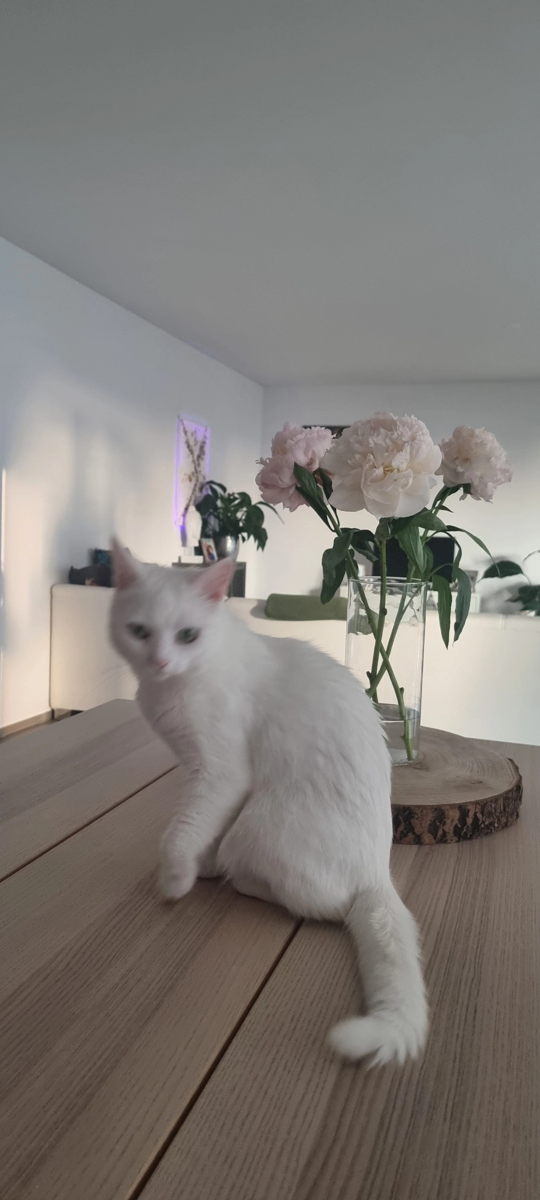 Putschinka - Lauchefeld 27, Matzingen