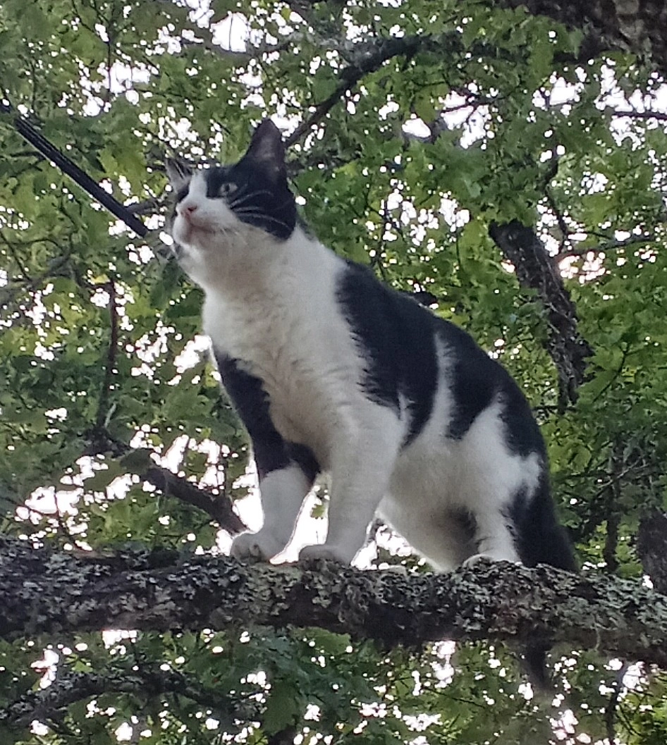 Rocket  - Les Frouches, Le Vignon-en-Quercy