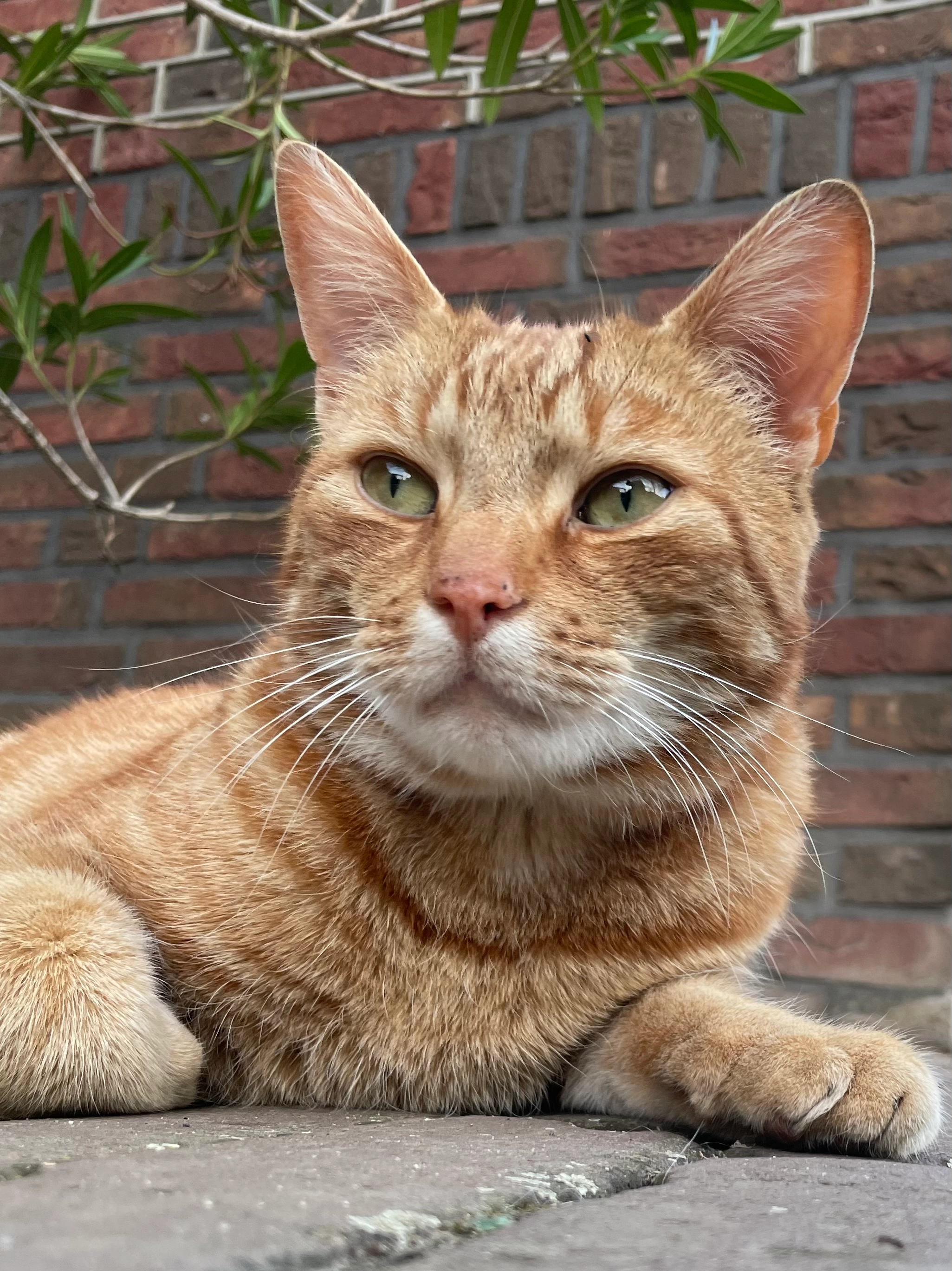 Japie - Kleibultweg, Oldenzaal