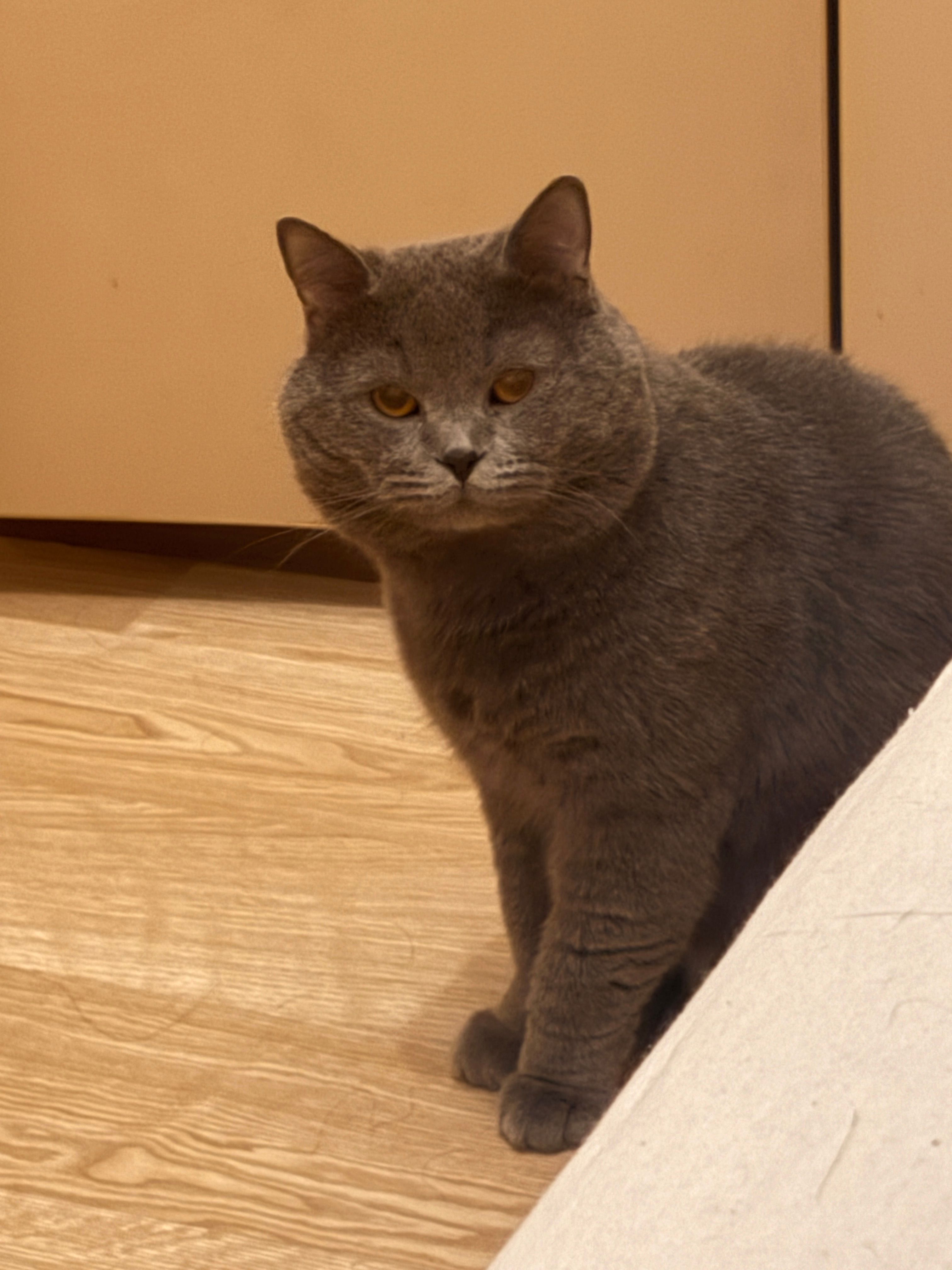 Teddy - Menderes Caddesi, Istanbul