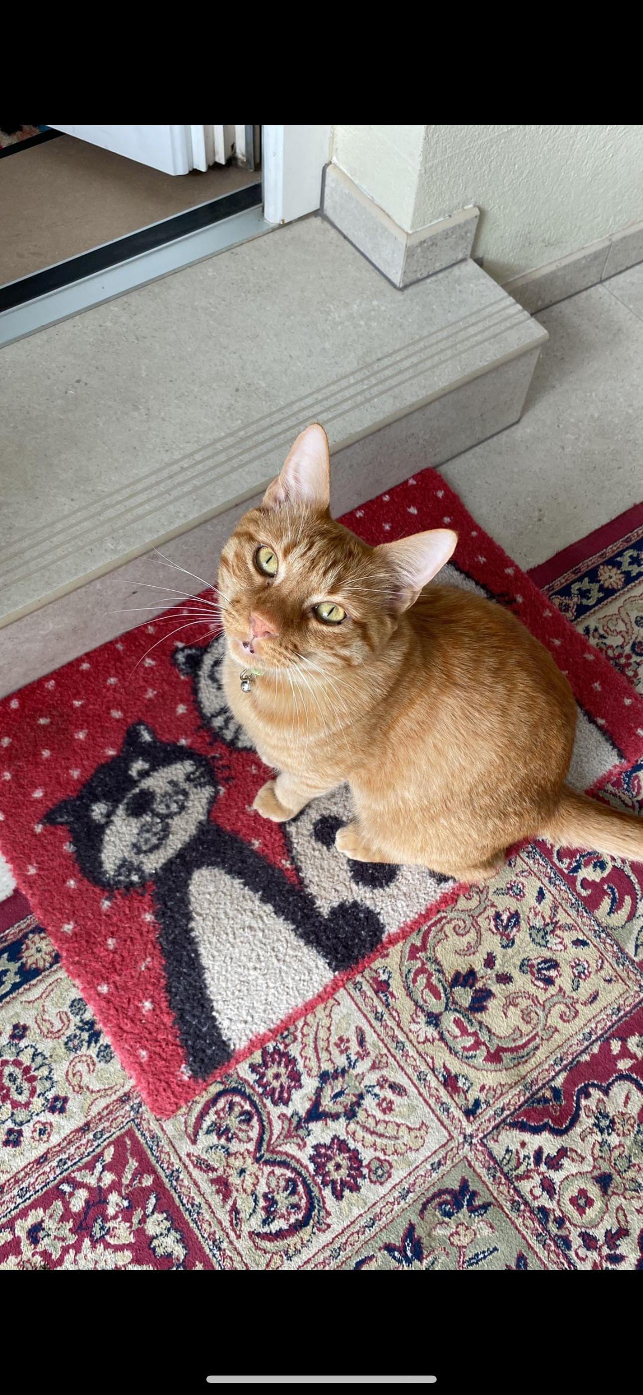 Merlin - Kirchengasse, Bruck an der Leitha