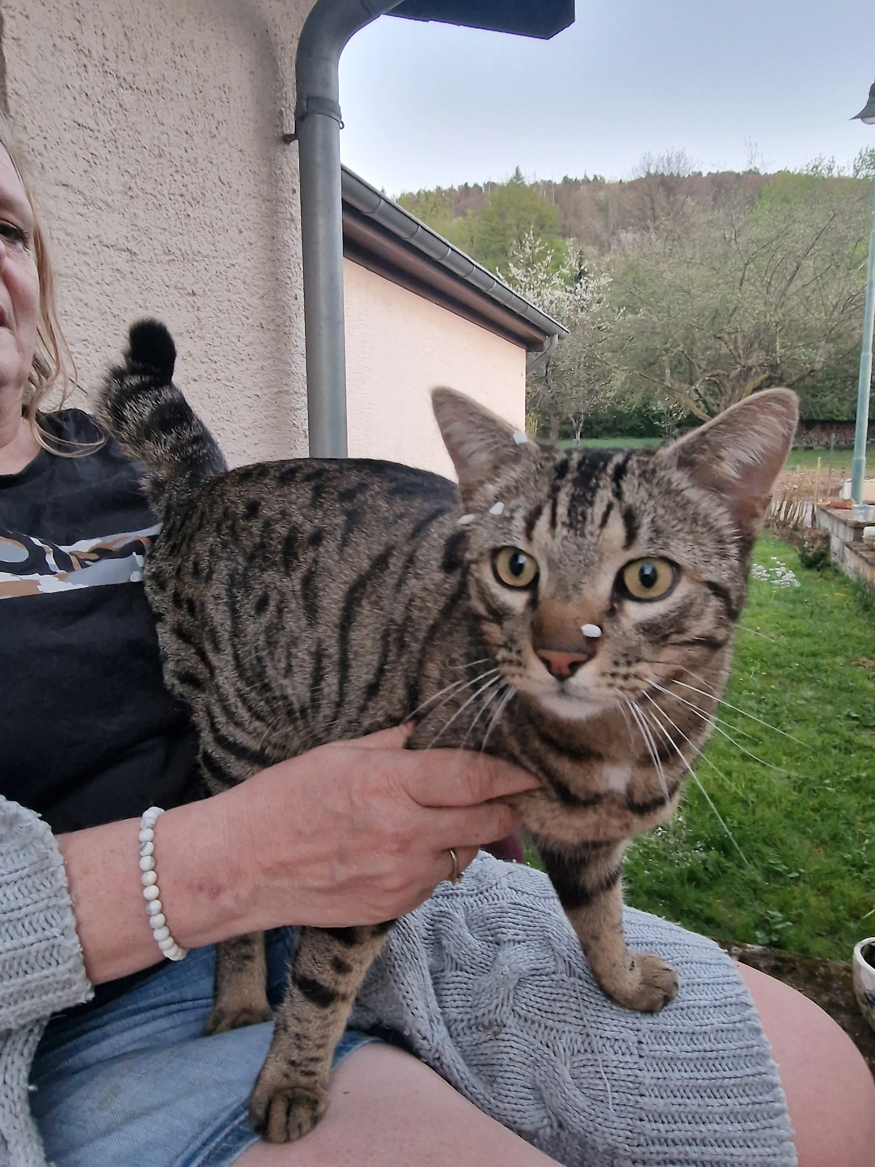 Ricardo_ Aka Choo Choo - 58 Gruusswiss, Bäerdref