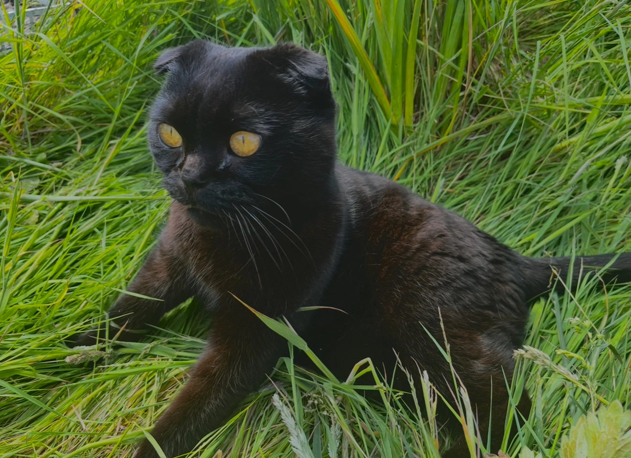 Shkot - Albert Street, Fraserburgh