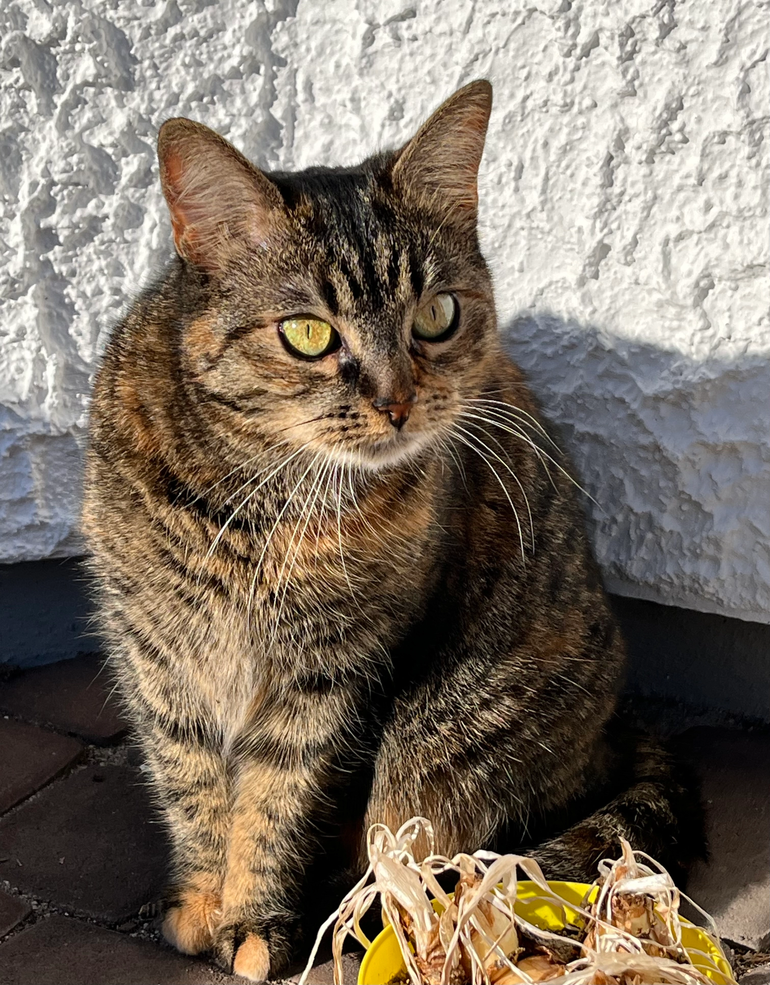 Simba - Am Schillertempel, Niedernhausen