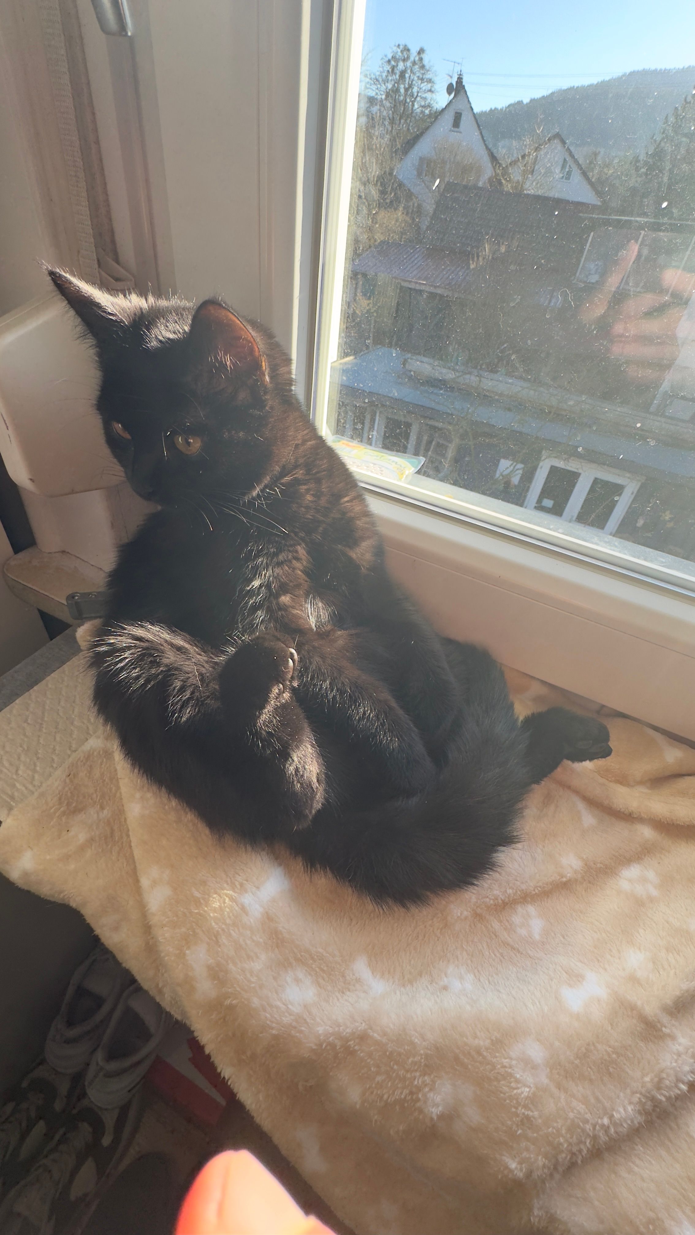 Boba - 77793, Gutach