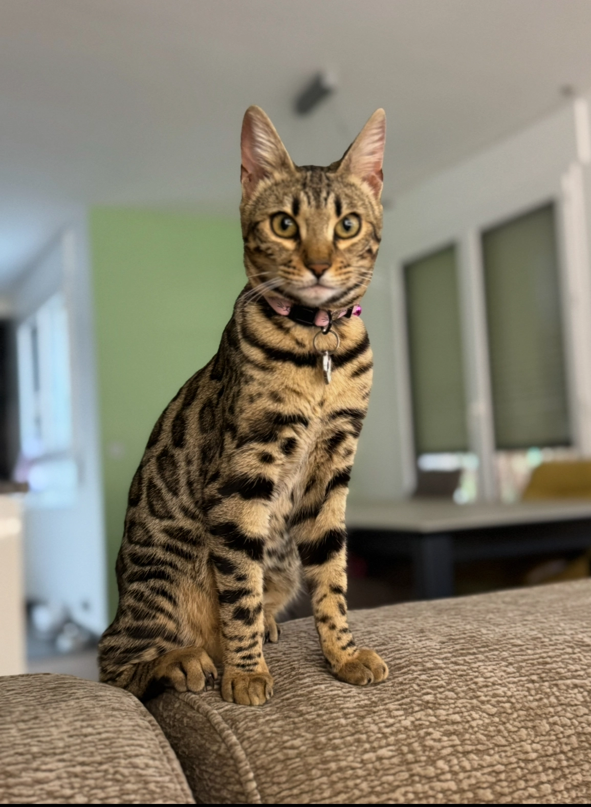 Vénus - Urbanización La Vallesa, Calp