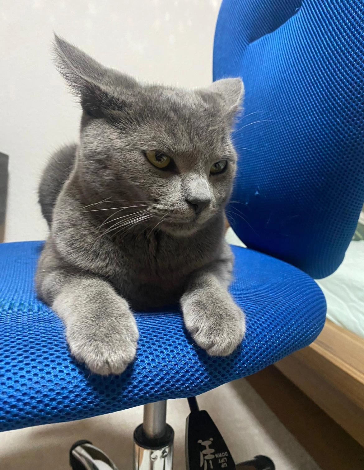 Pamuk - Landauer Straße, Jockgrim