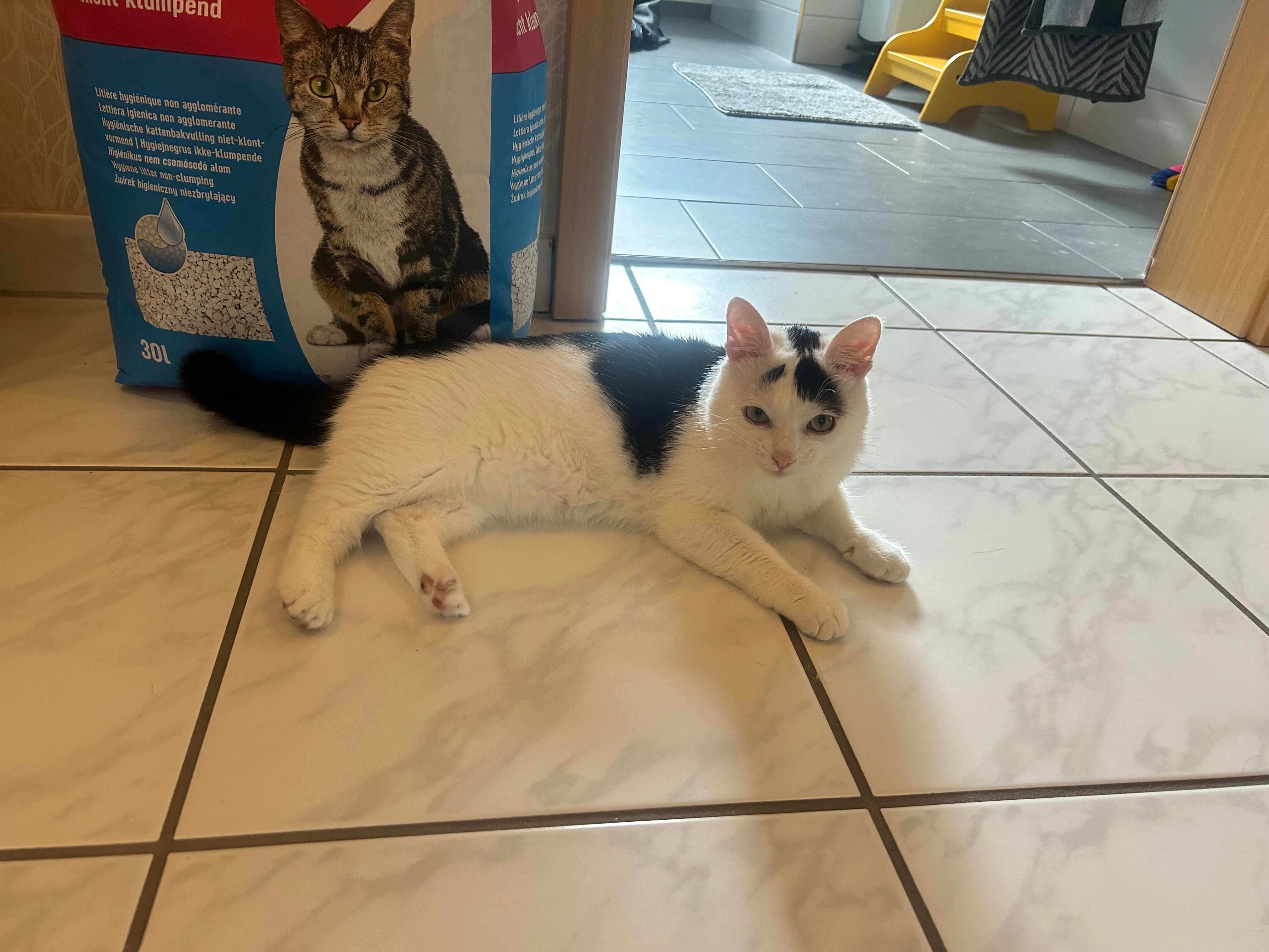 Timmy  - Am Roßklingen, Wald-Michelbach