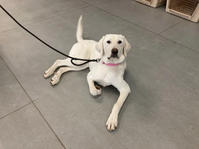 Maddie - 3406 Azimuth Ct, Bowie
