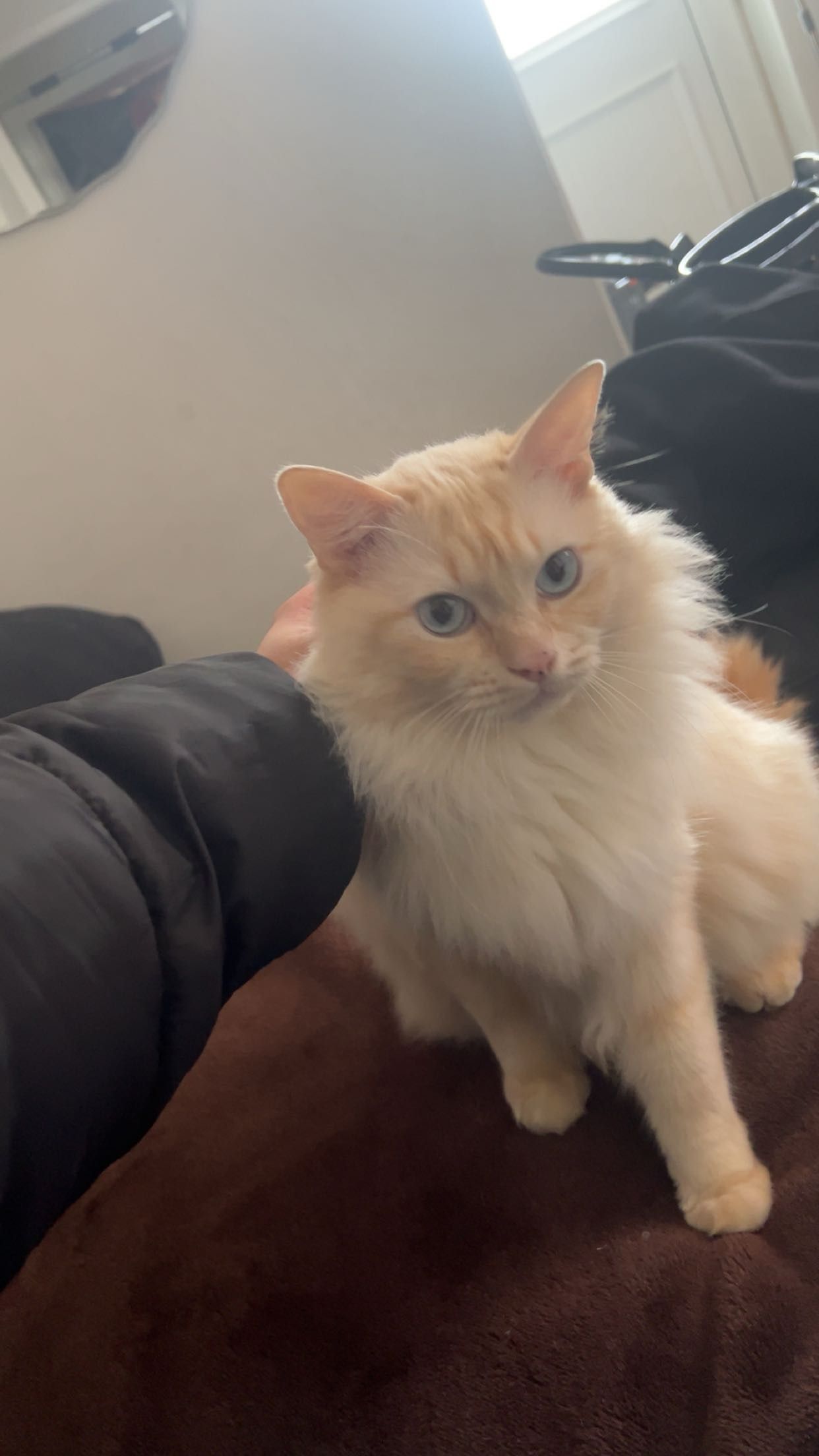 Mitu - Larch Street, Nelson