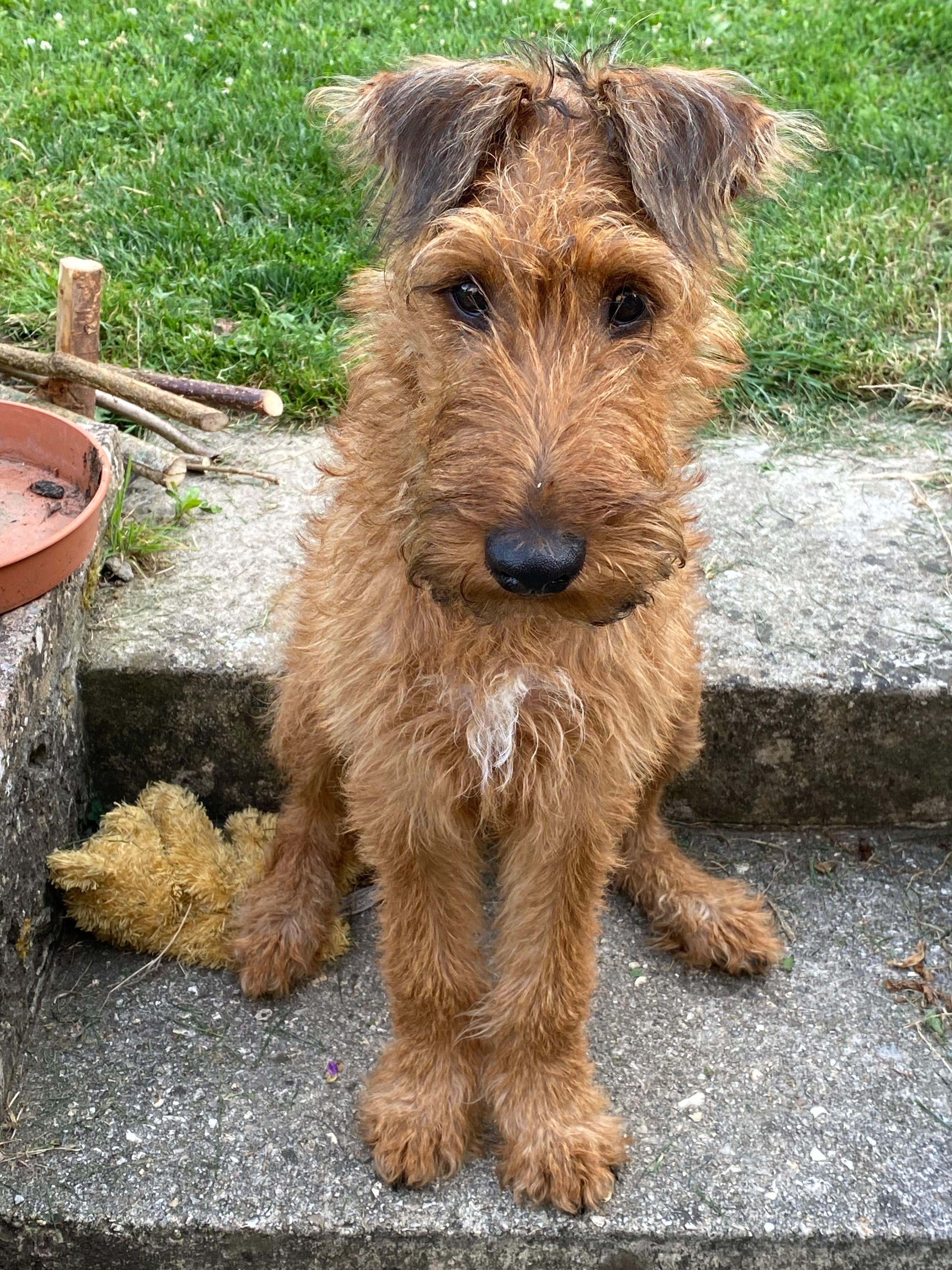 Ronny  - Brook Street, Bridport