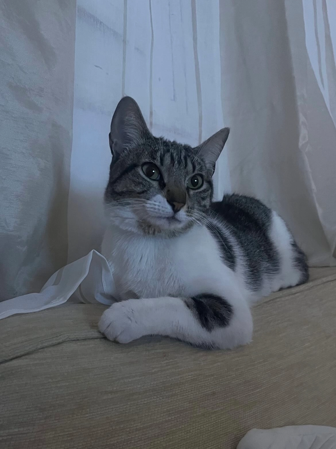 Nelly - Calle Cercado, Albolote