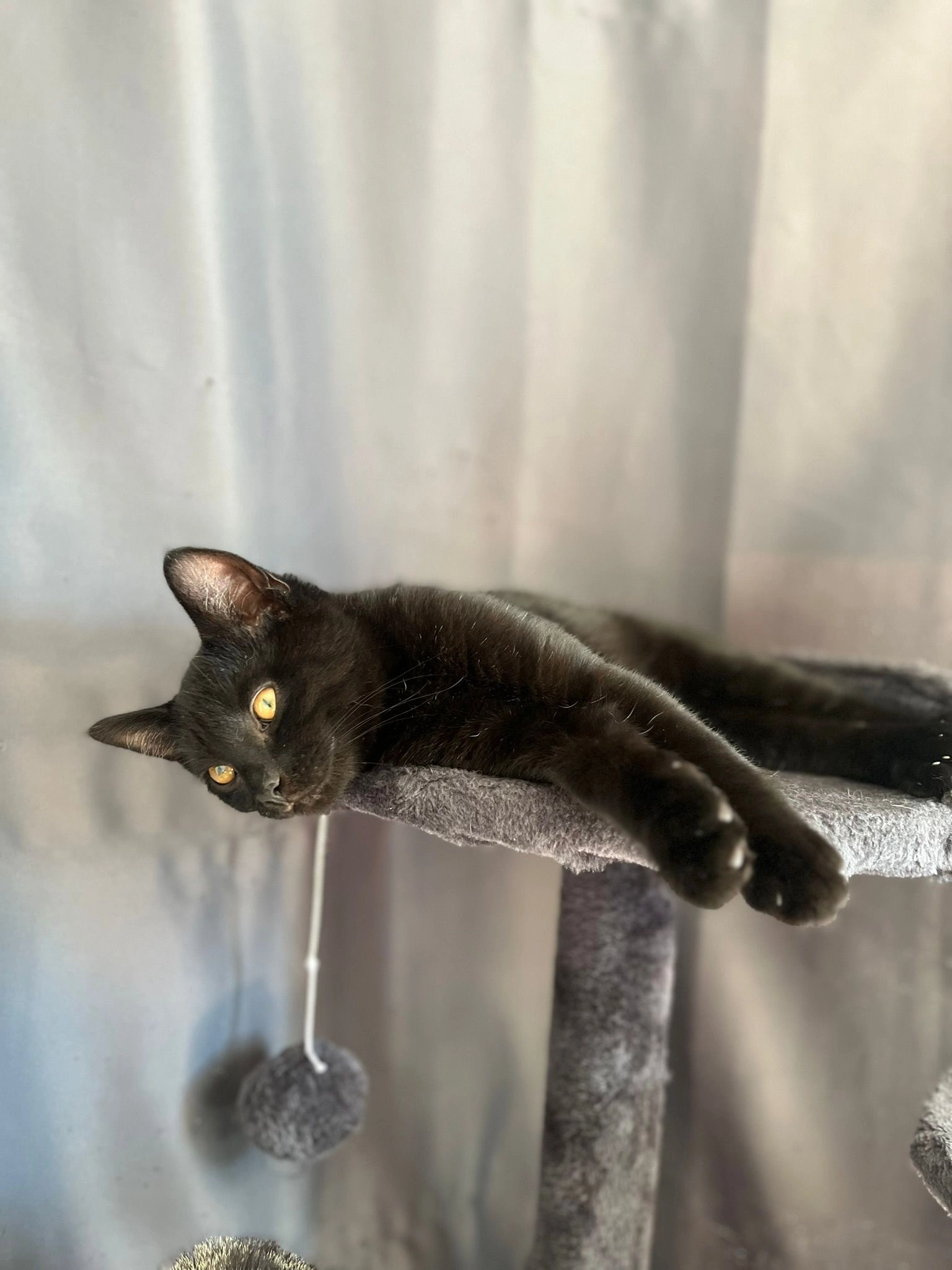 Oreo - Hillside Drive, Chesterfield