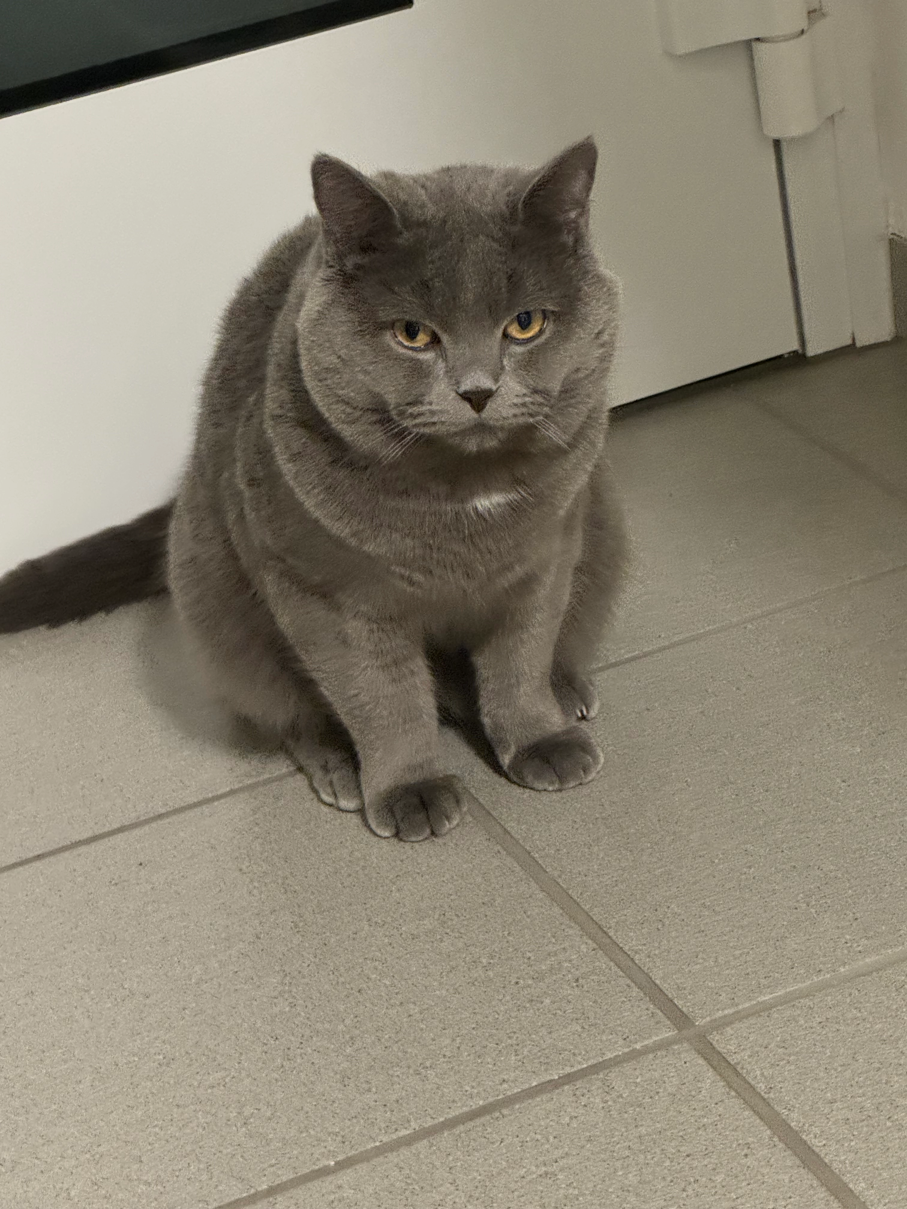 Milo - Am Dachsberg, Frankfurt am Main