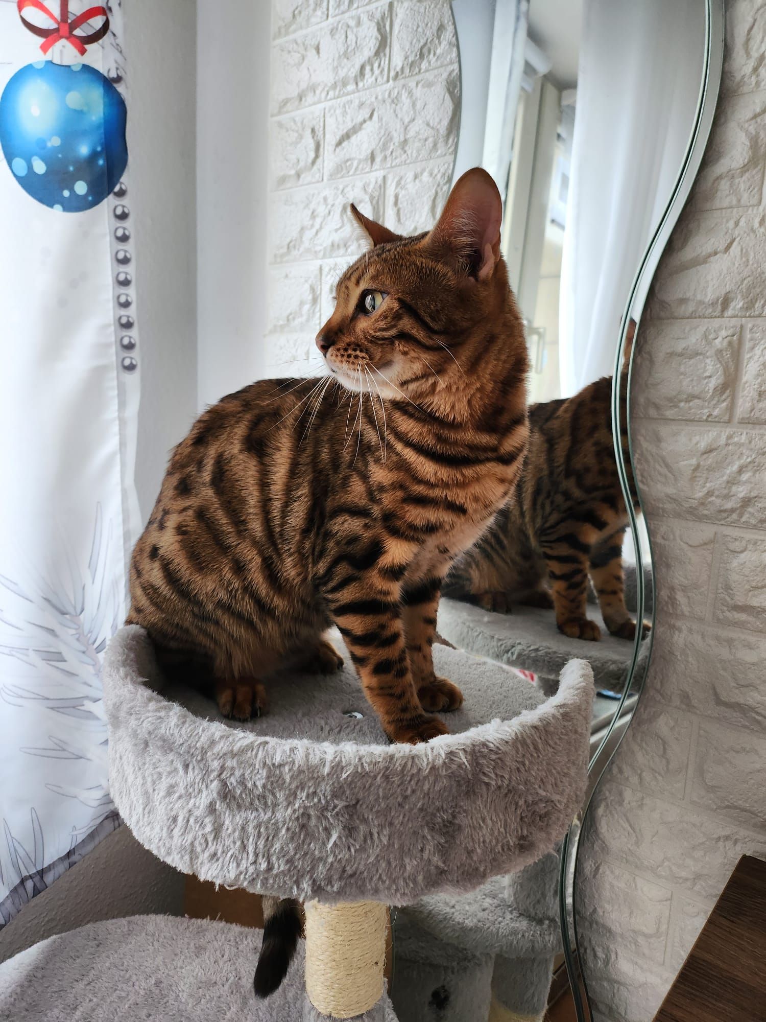 Tommy - Teplitzer Straße, Dingolfing