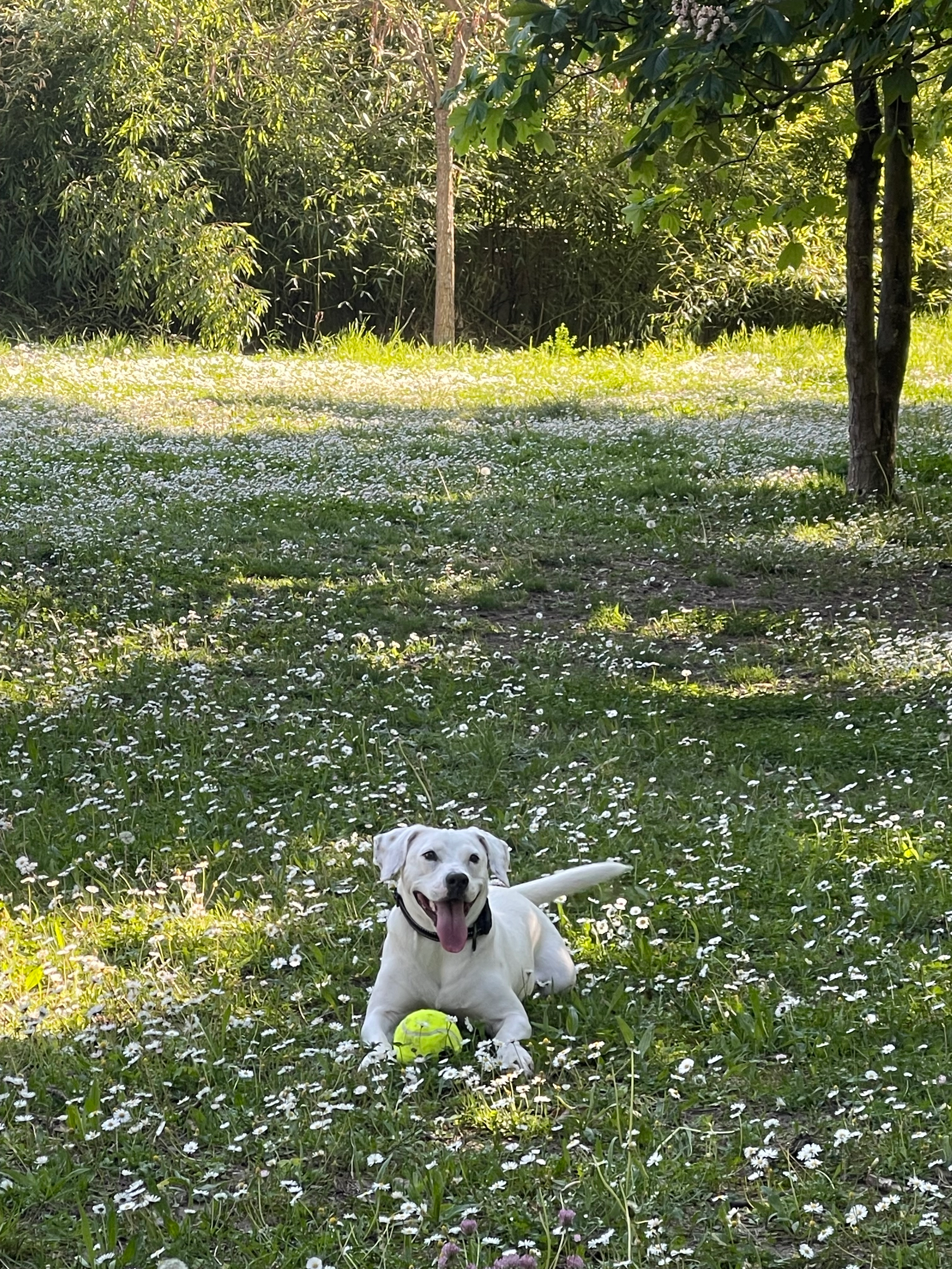 Nala - Chemin Wisslenweg, Ostwald