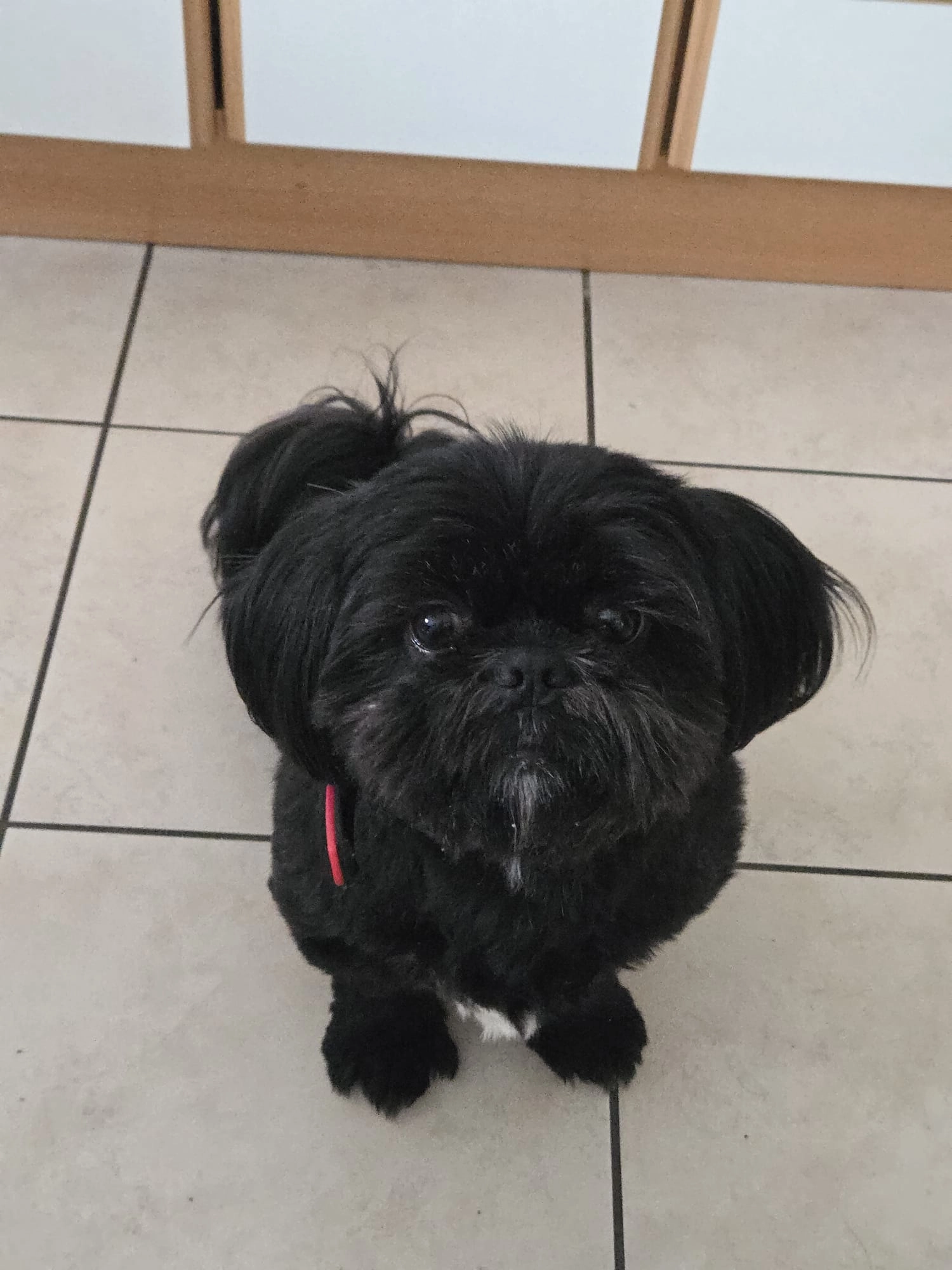 Don rayappin  - Rue de la Géline, Annemasse