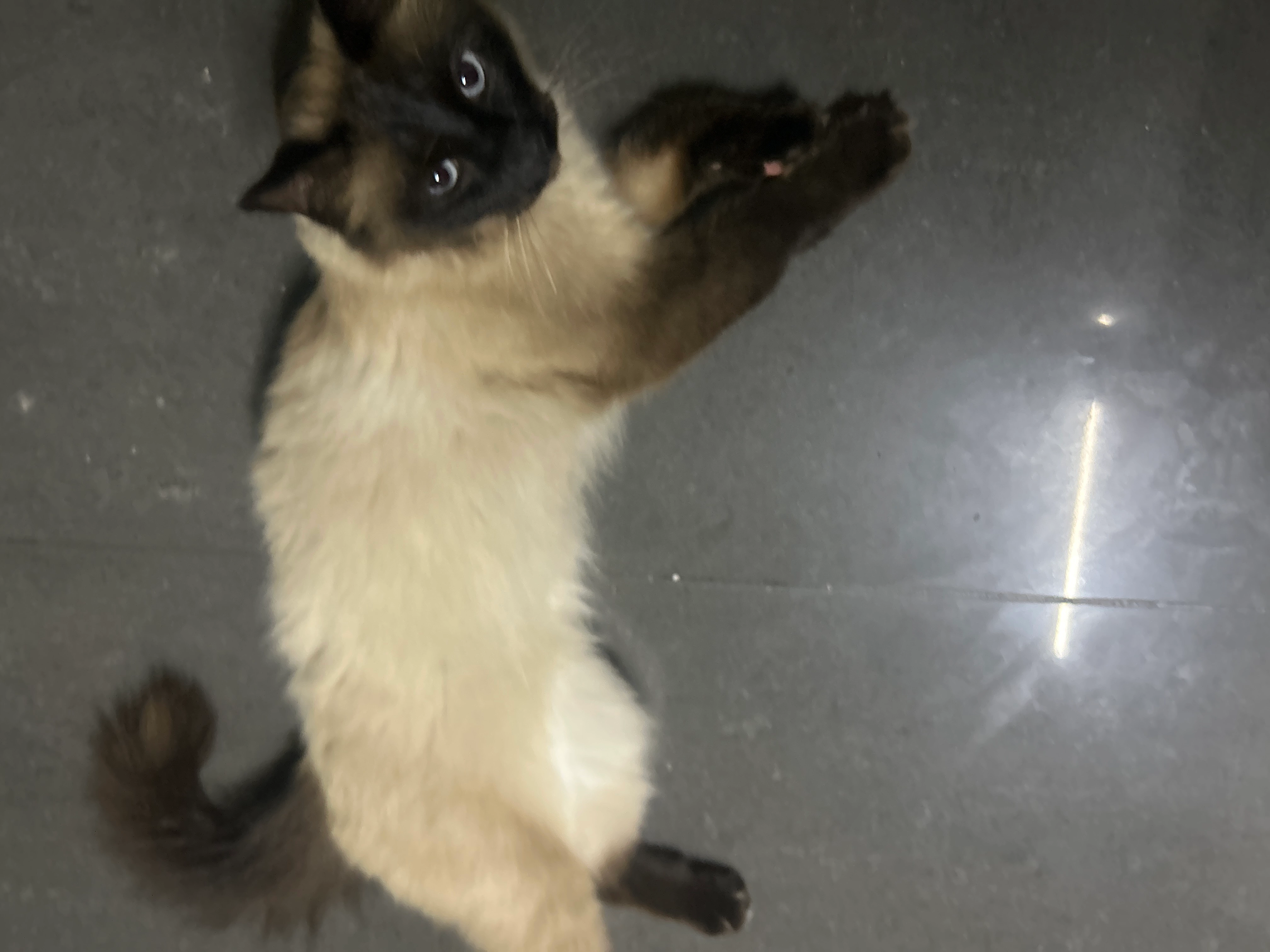 Seiko - Rue de la Démocratie, Anderlecht