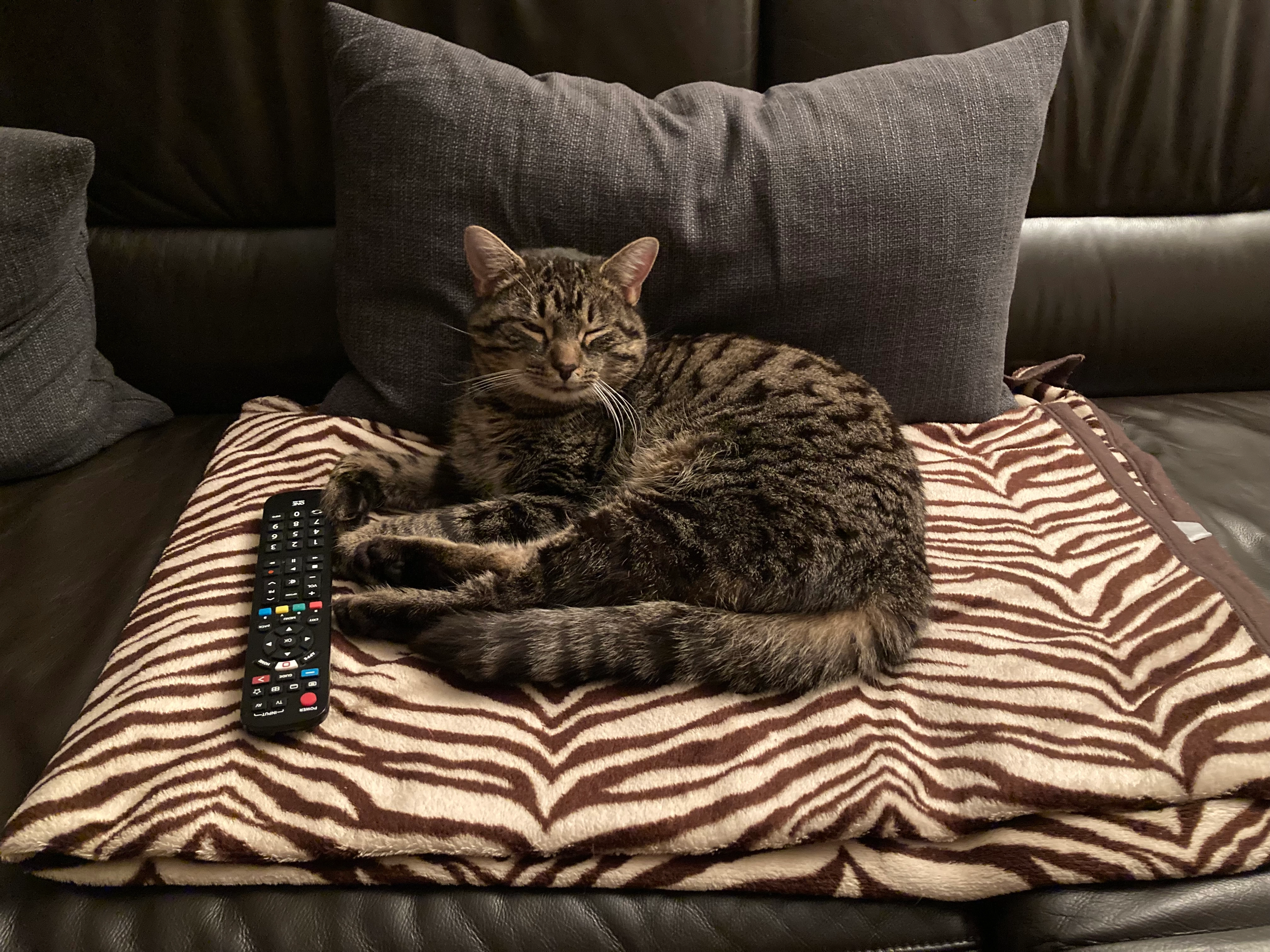 Tigger - Humpling, Laakirchen