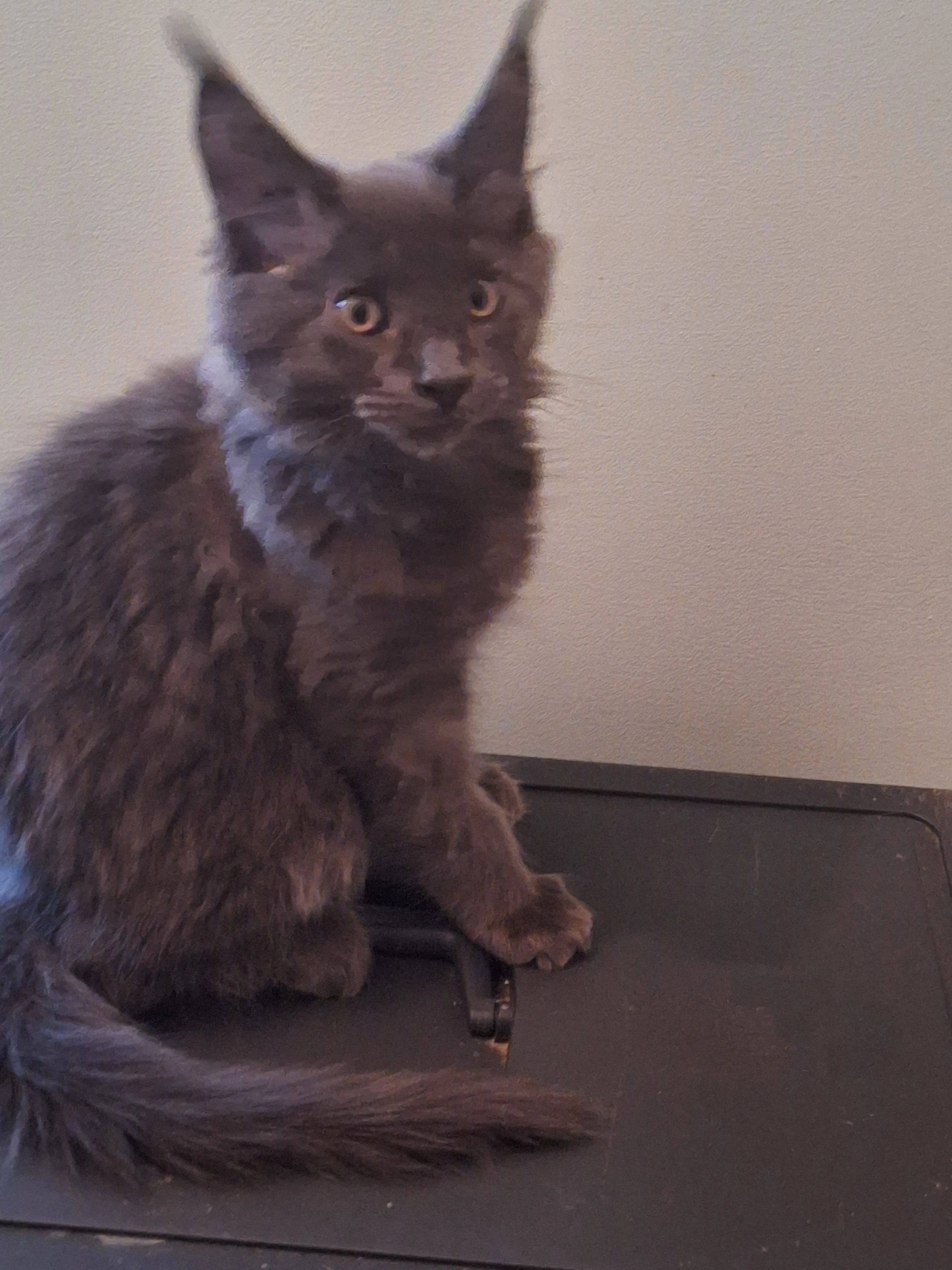 Tamango - Sentier des Vaches, Mons