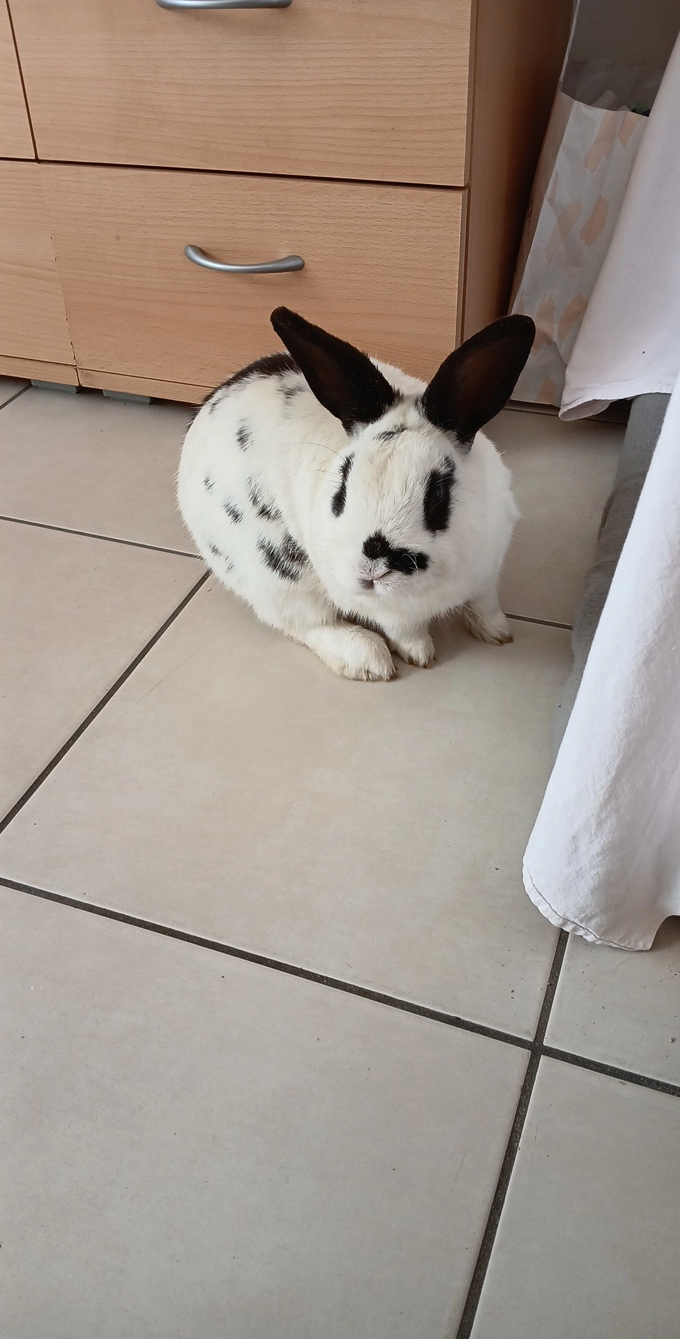 Pinpin - Rue des Magnolias Grandiflora, Trévoux