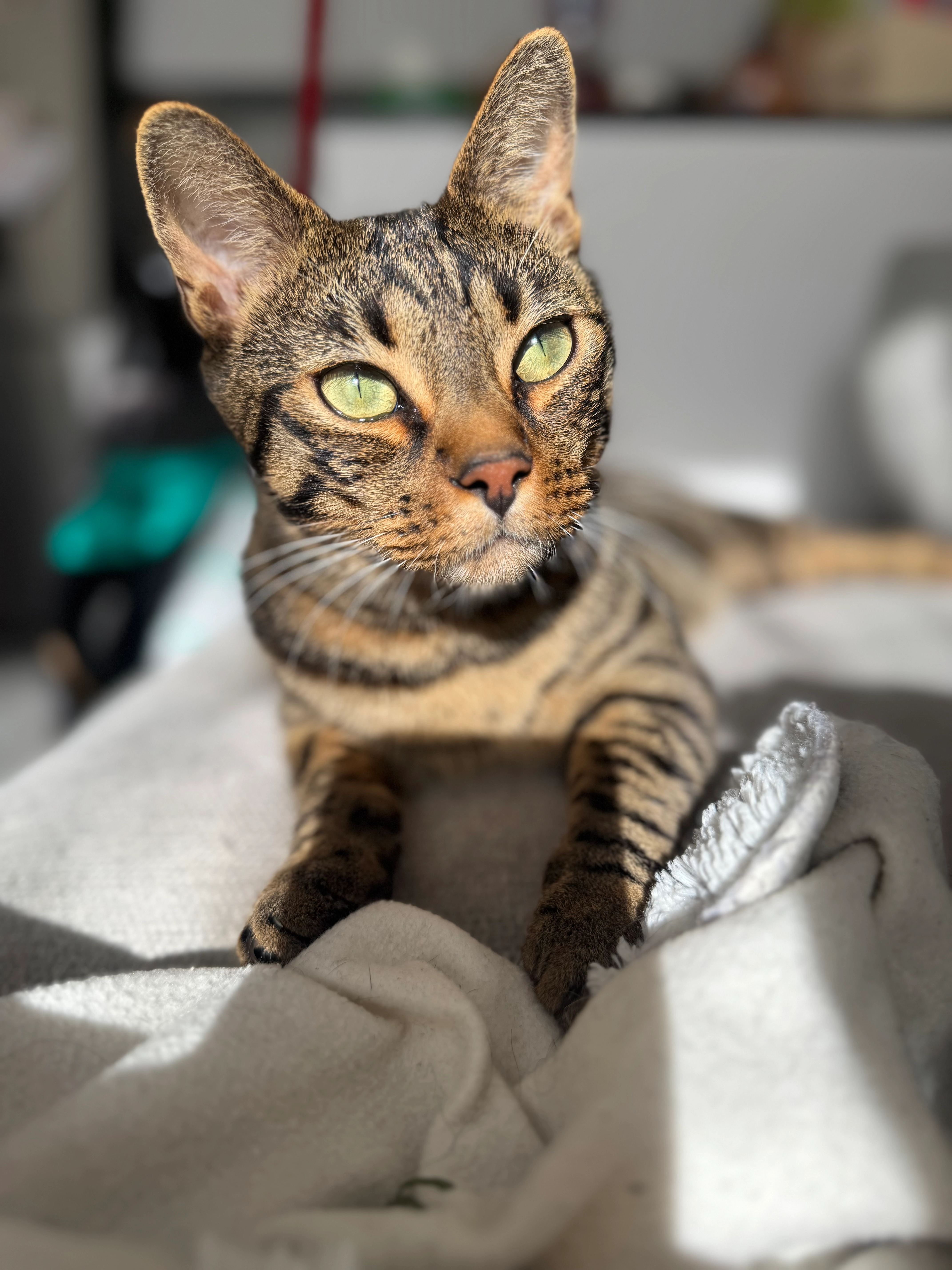 Deny - Avenue De Trésum, Annecy