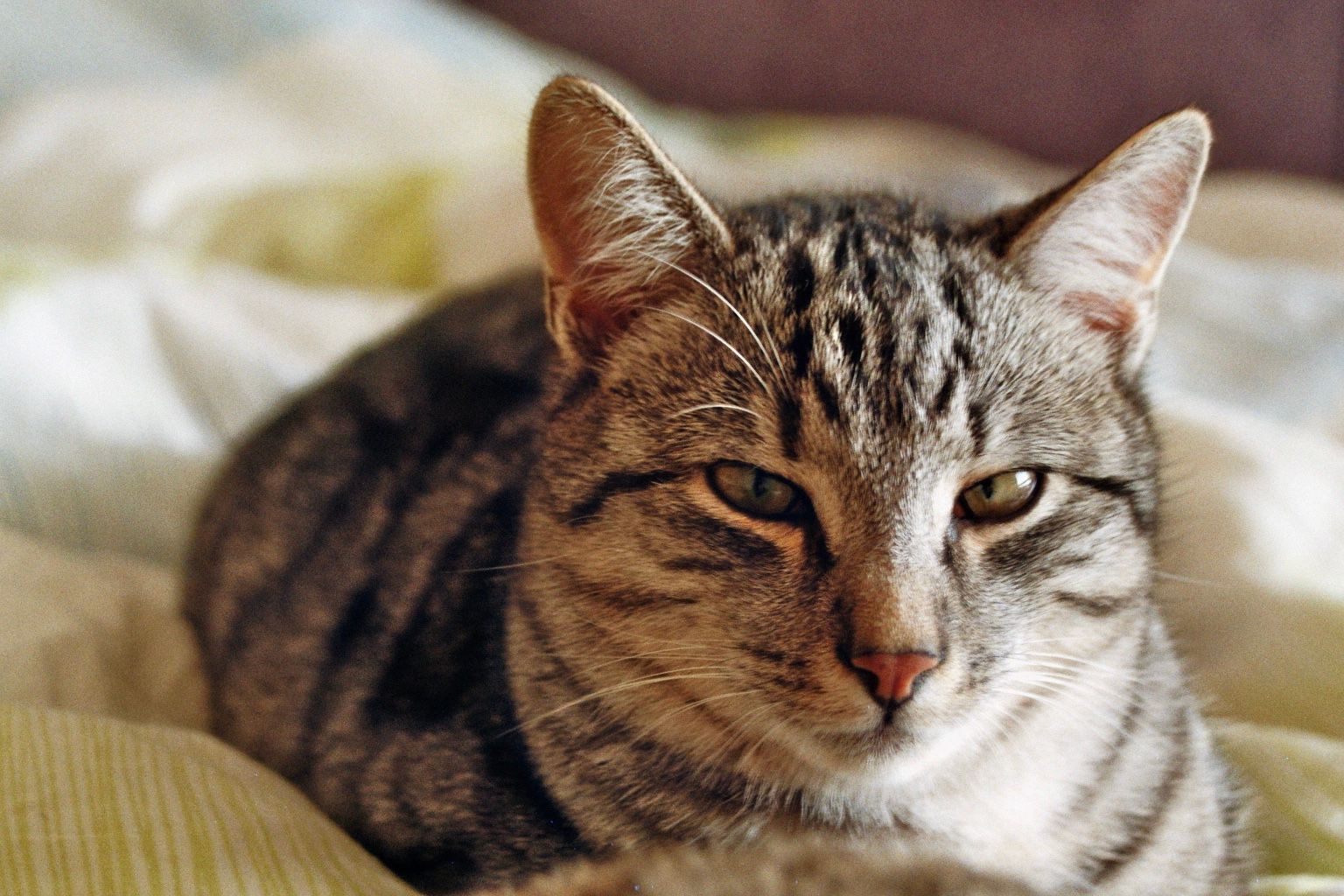 Pablo - Breinberg West, Neumarkt am Wallersee