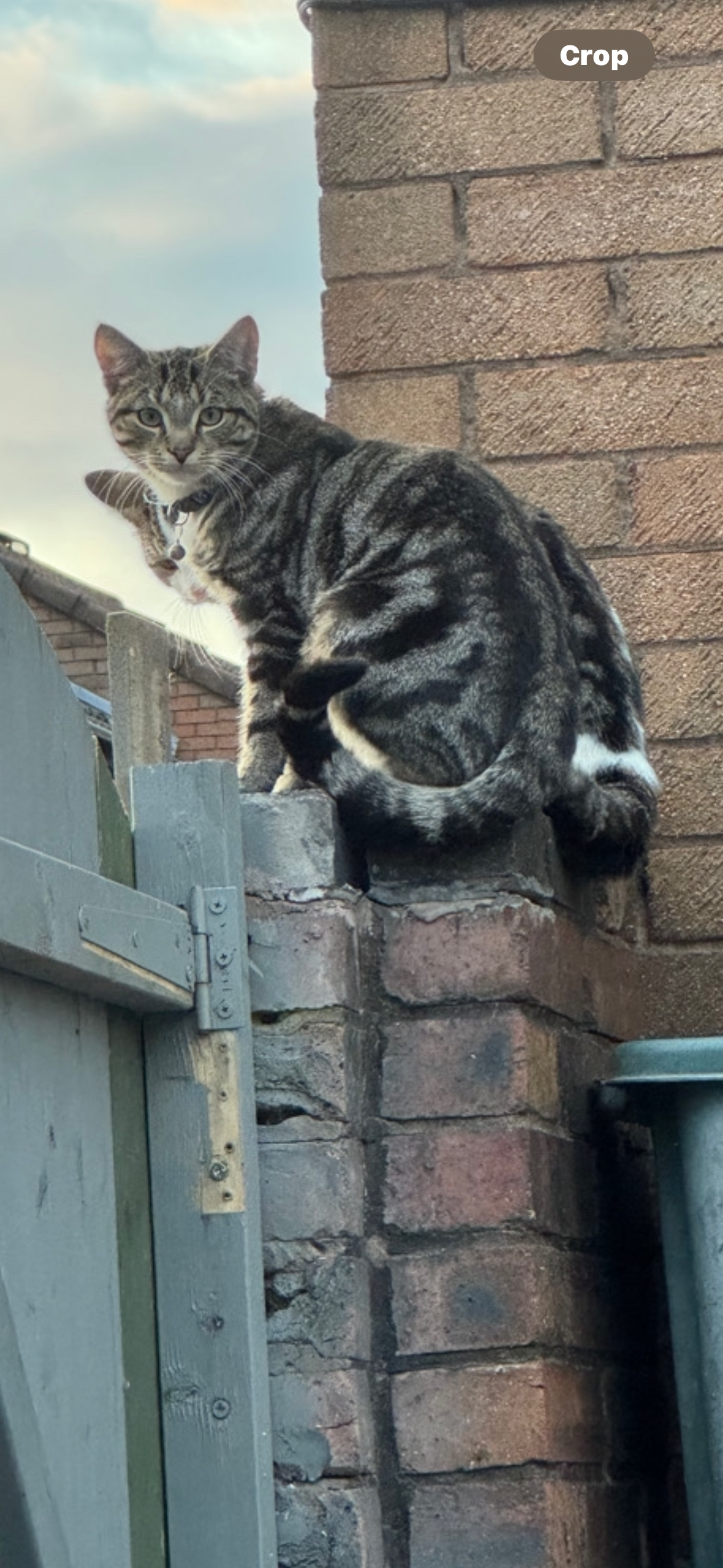 Ronnie - Campion Way, Morecambe