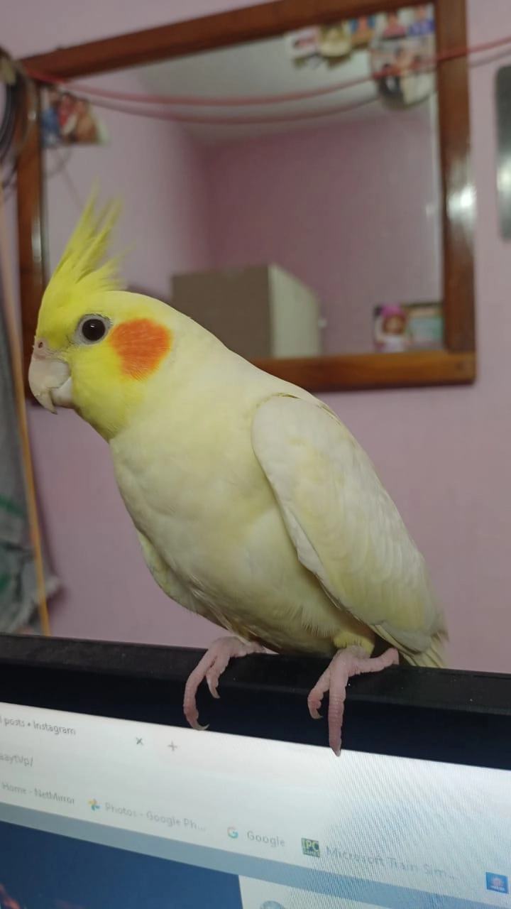 Kiwi - Machilipatnam - Nuzvid - Kalluru Road, Gudivada