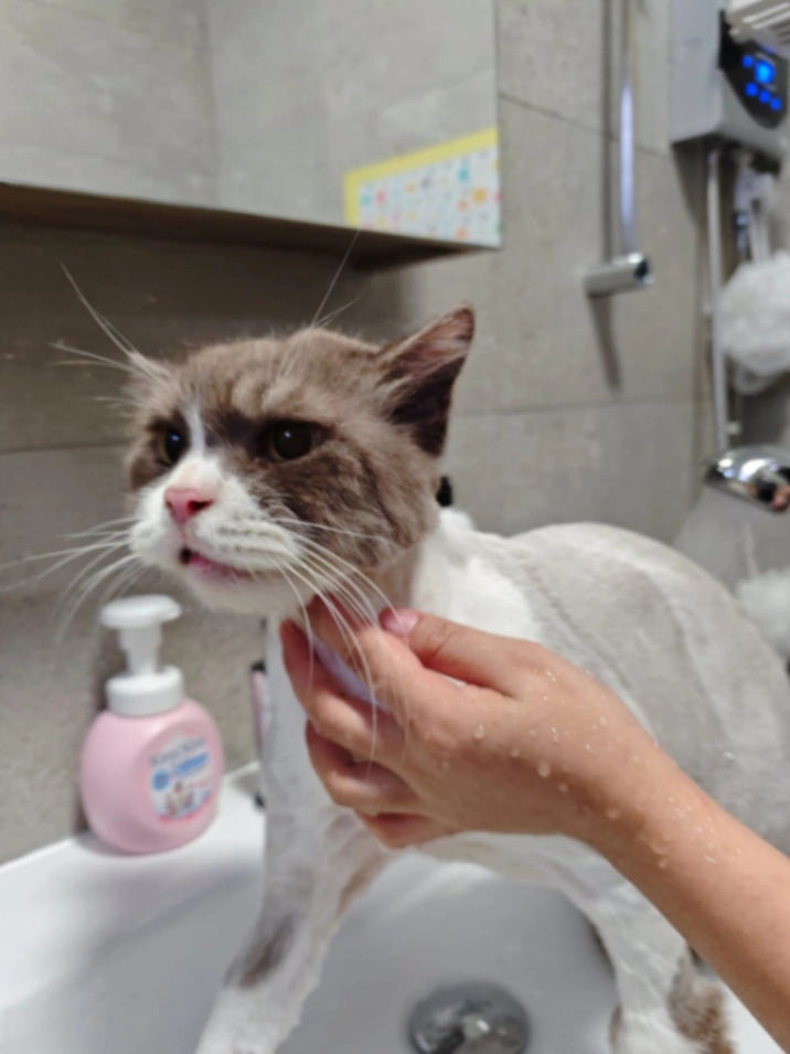 Gin - 250 Bangkit Road, Singapore