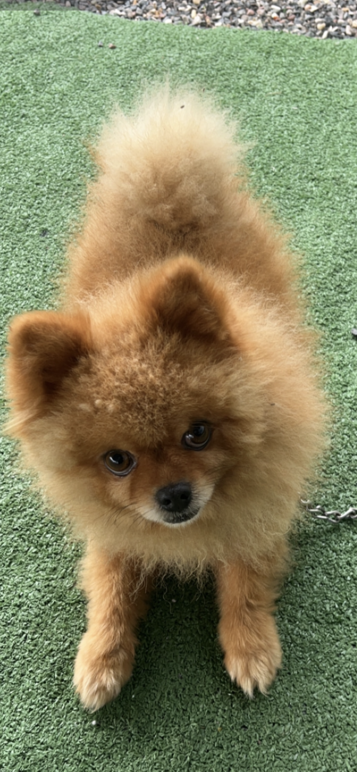 Simba  - Chemin Des Jardins Du Mesnil, Longpont-sur-Orge