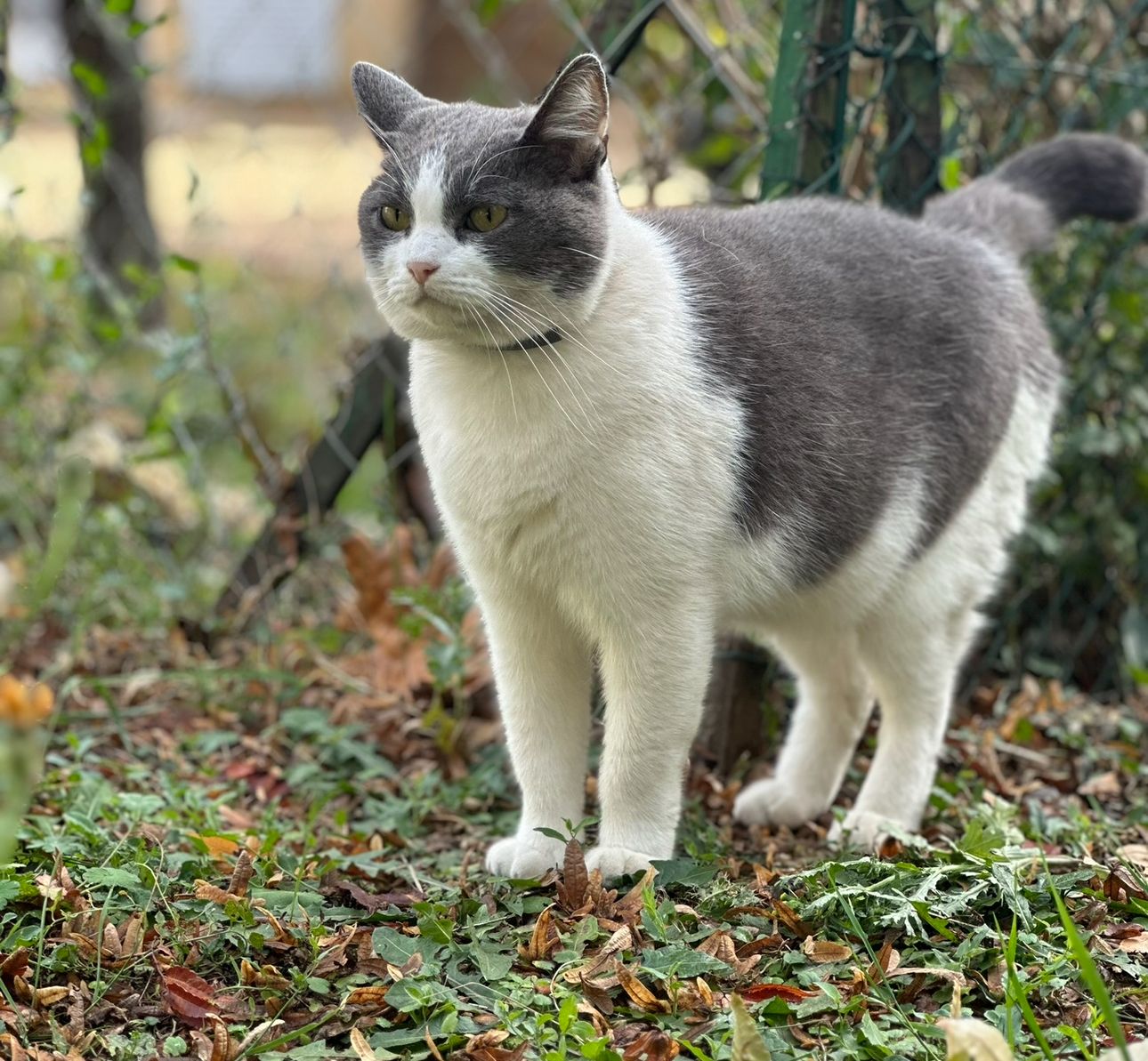 Oggy - Rue de la Jaille, Poitiers