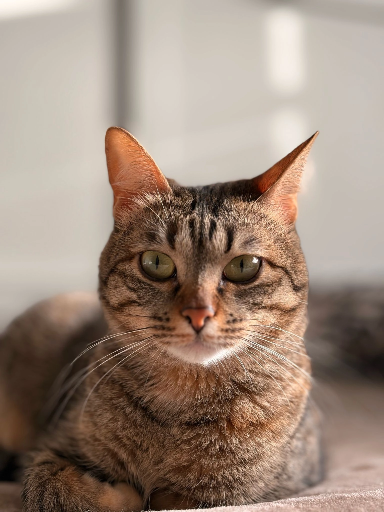 Maqya - Carrer del Xerric 11, Sant Cugat del Vallès