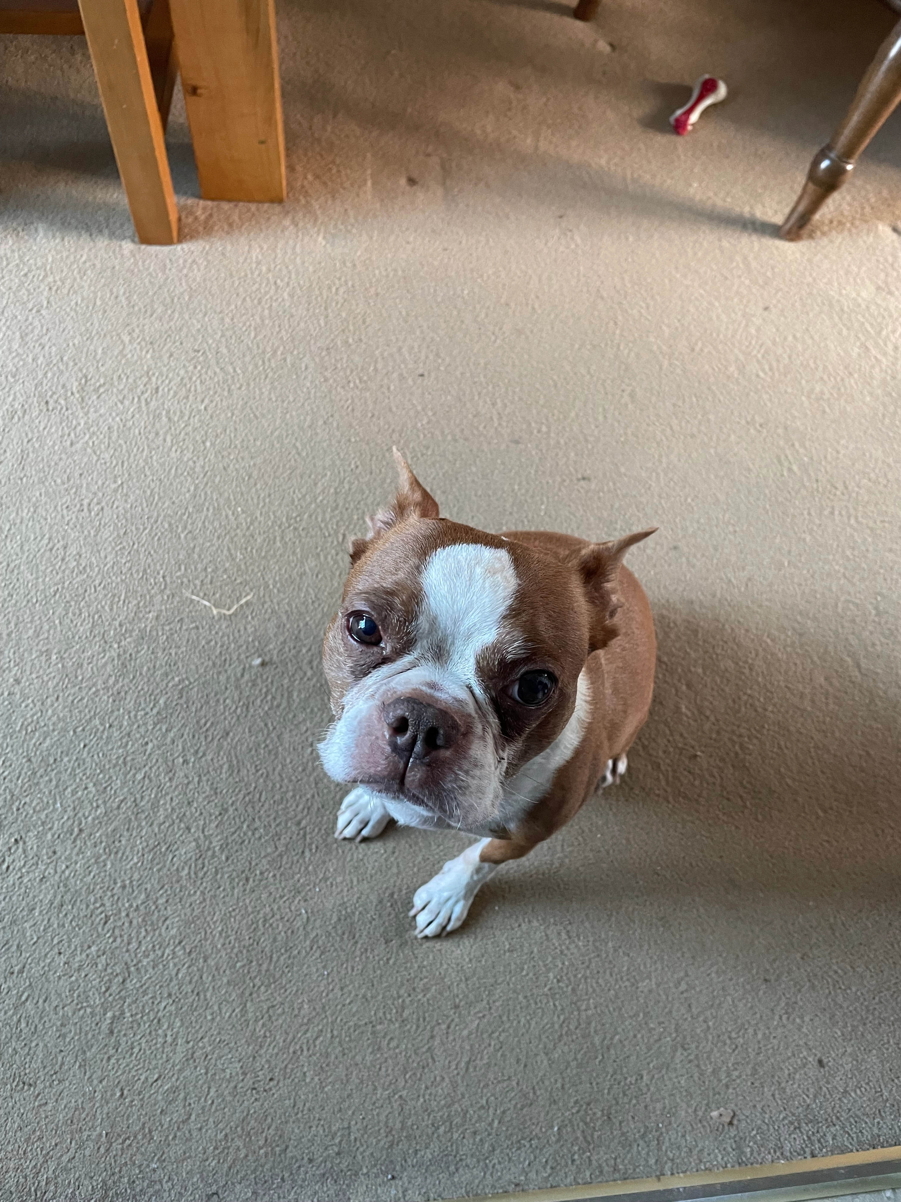 Louie - Cowlersley Lane, Huddersfield